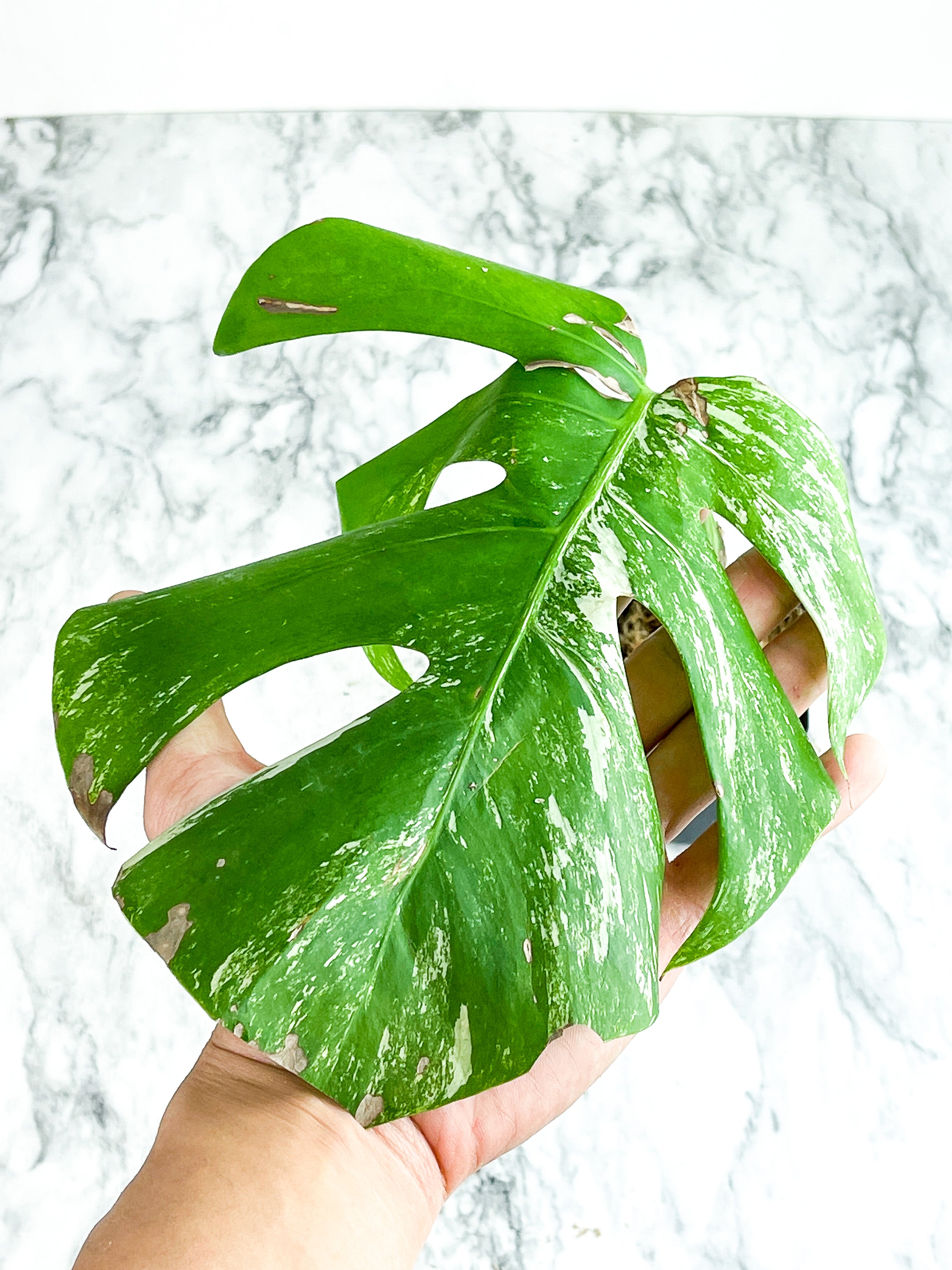 Monstera Albo Borsigiana 2 leaves (one leaf is unfurling) Rooted