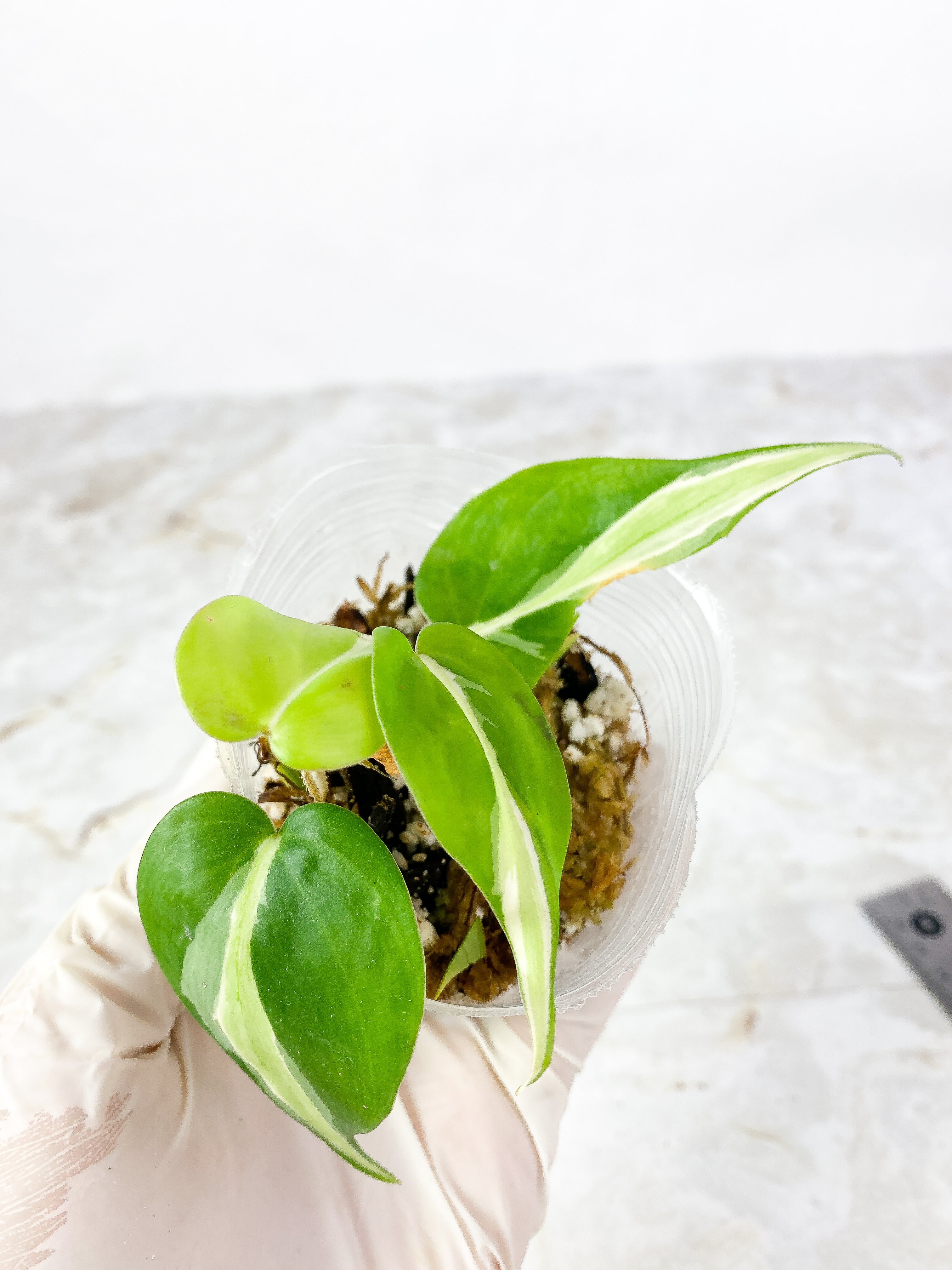 Philodendron  Cream splash rooted