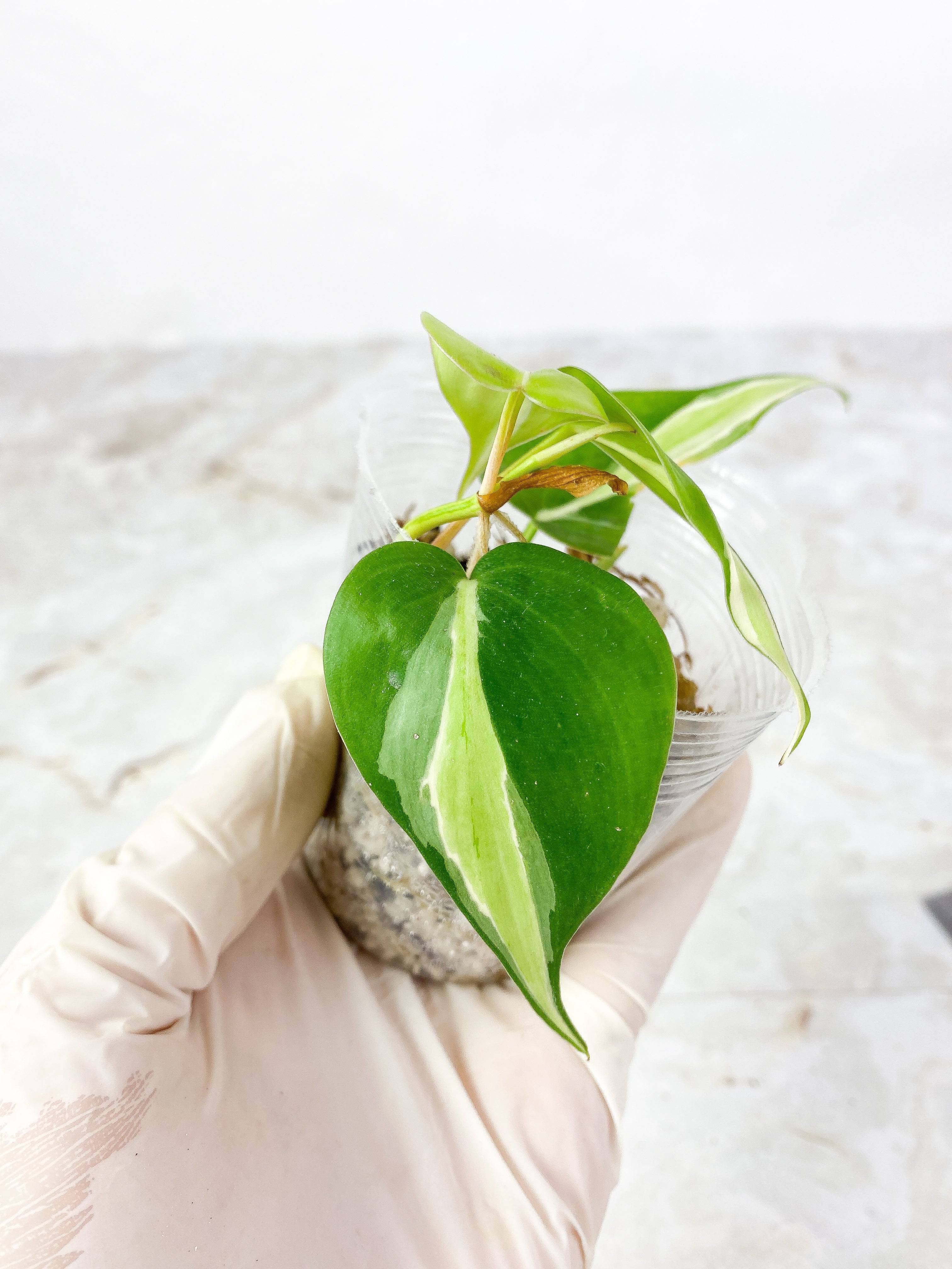 Philodendron  Cream splash rooted