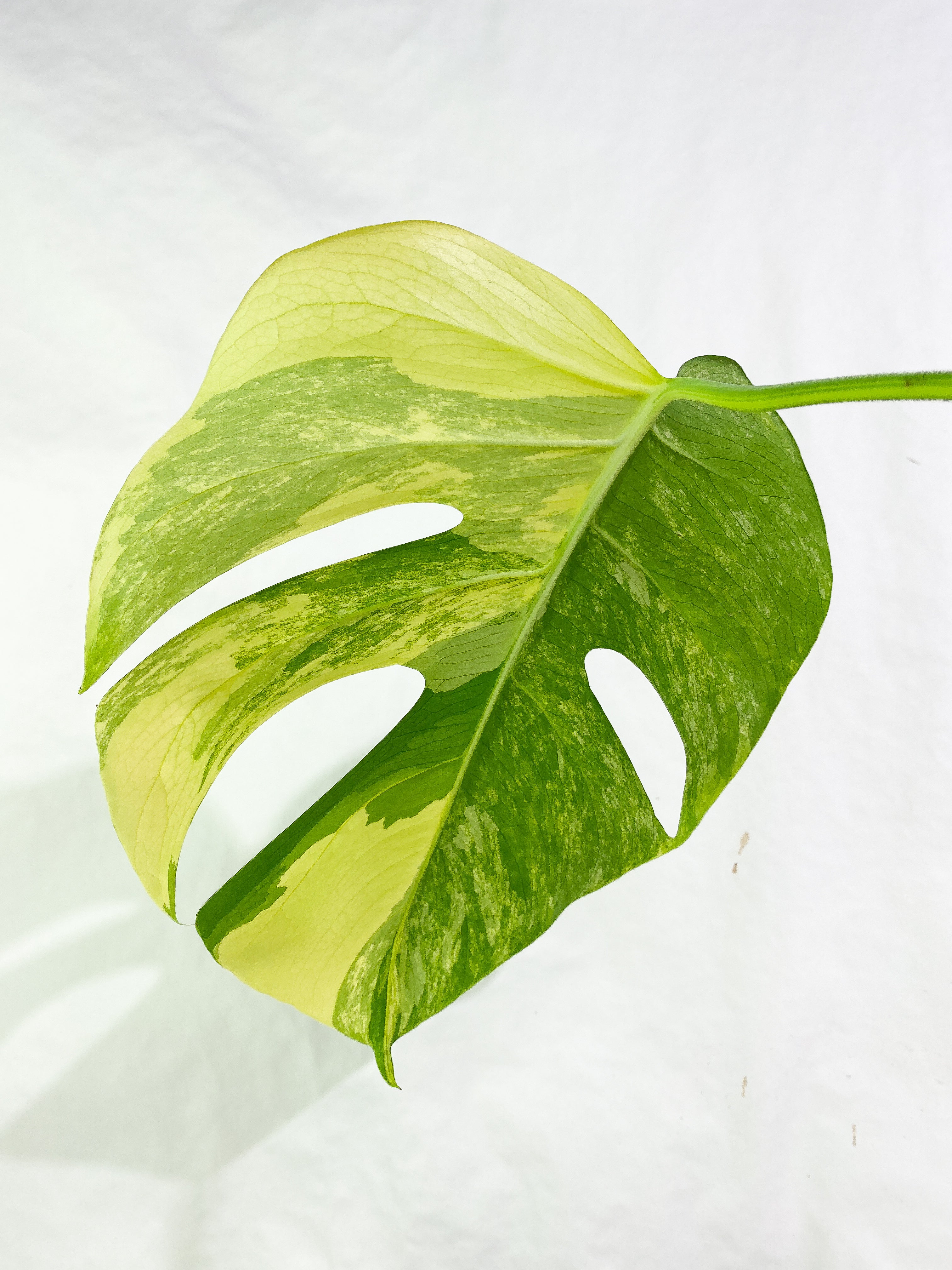 Monstera Aurea 1 leaf Rooted Highly Variegated