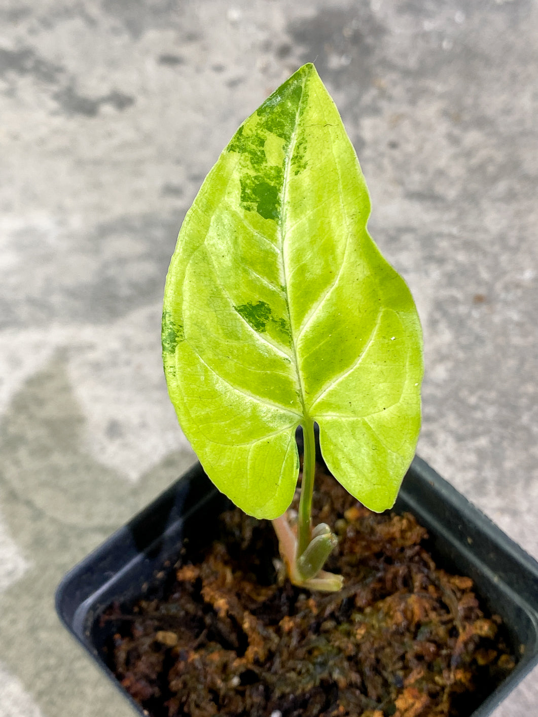 Syngonium Aurea 1 leaf Rooted