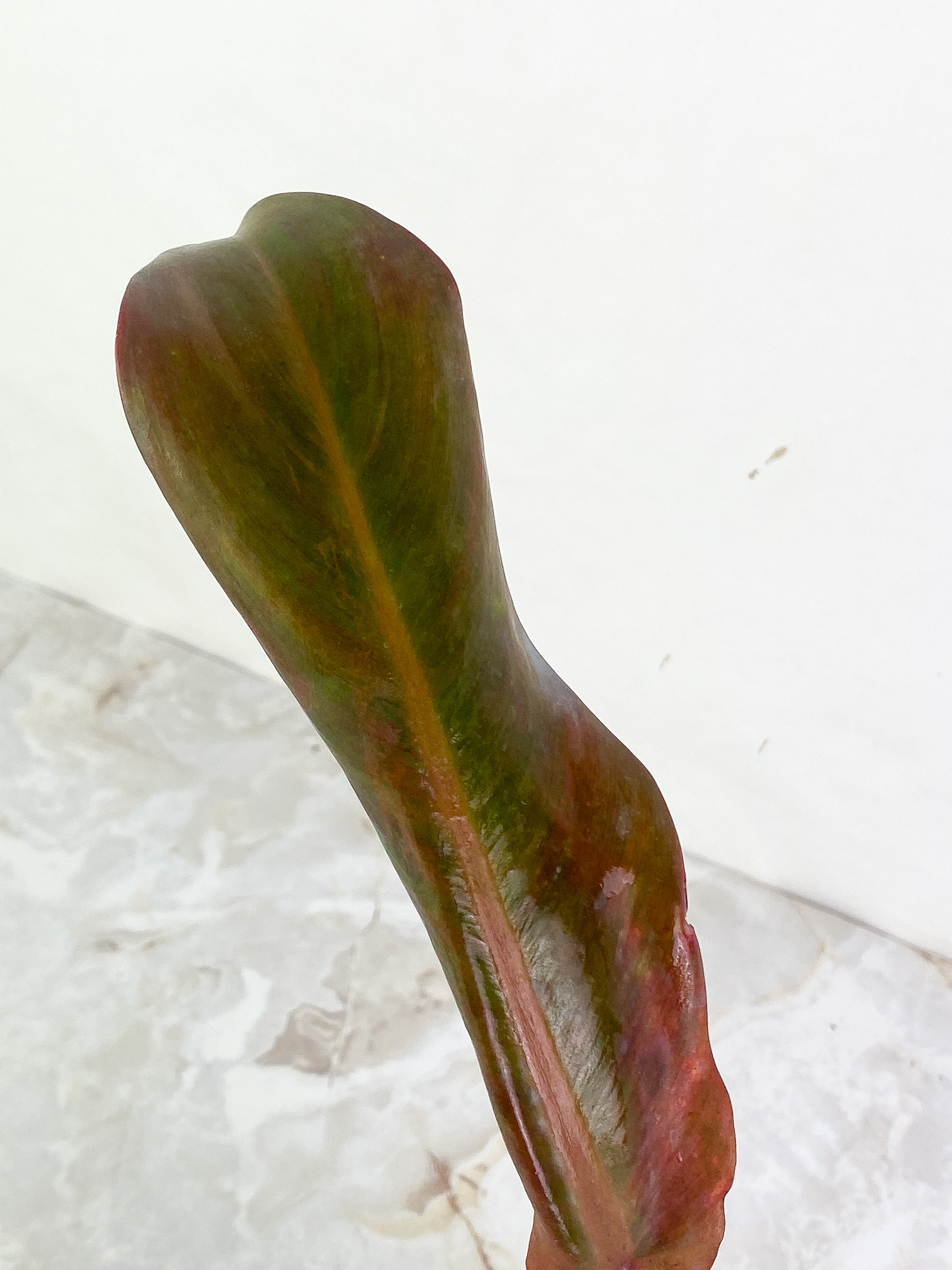 Philodendron  orange marmalade Rooting cutting
