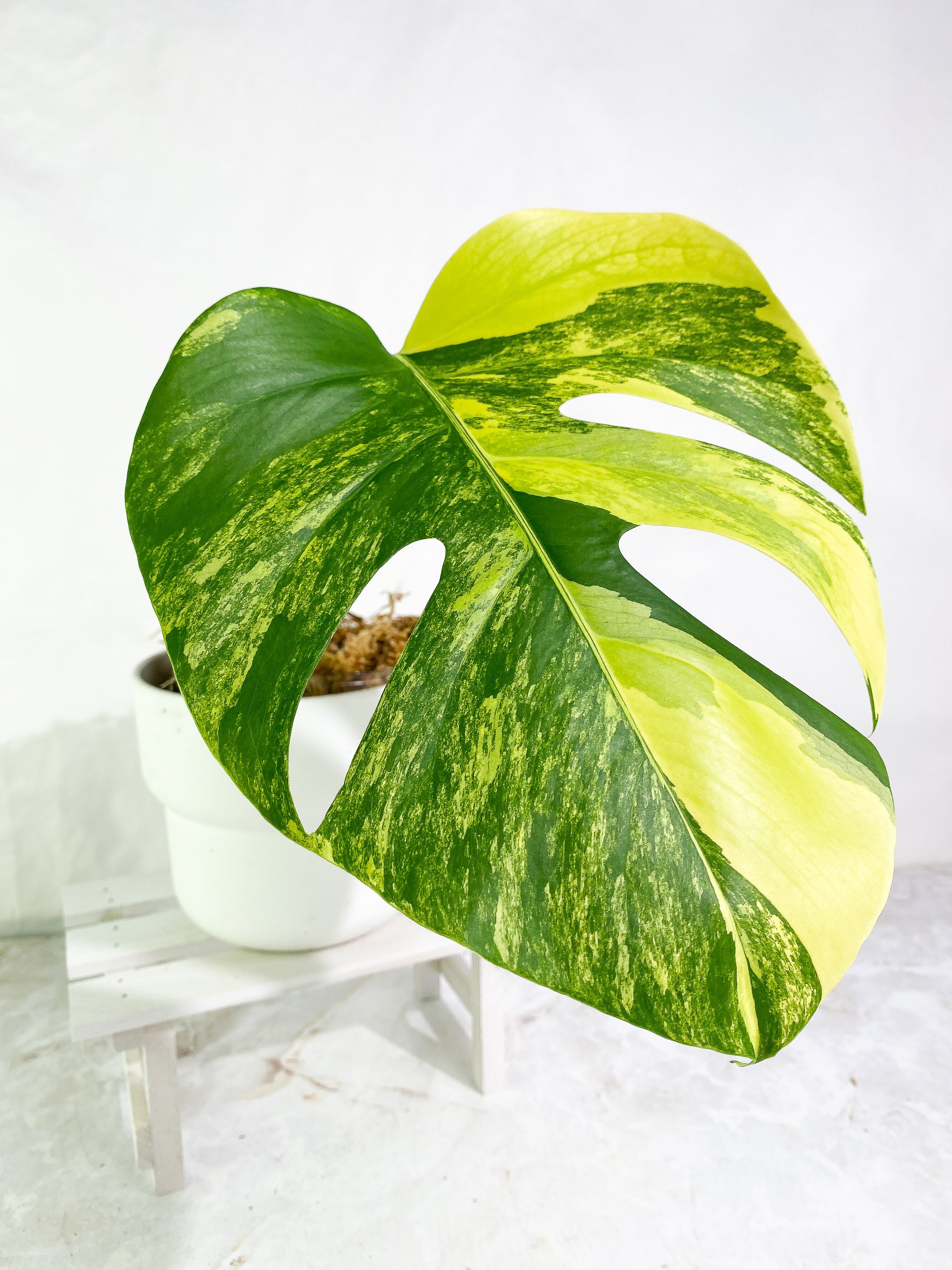 Monstera Aurea 1 leaf Rooted Highly Variegated