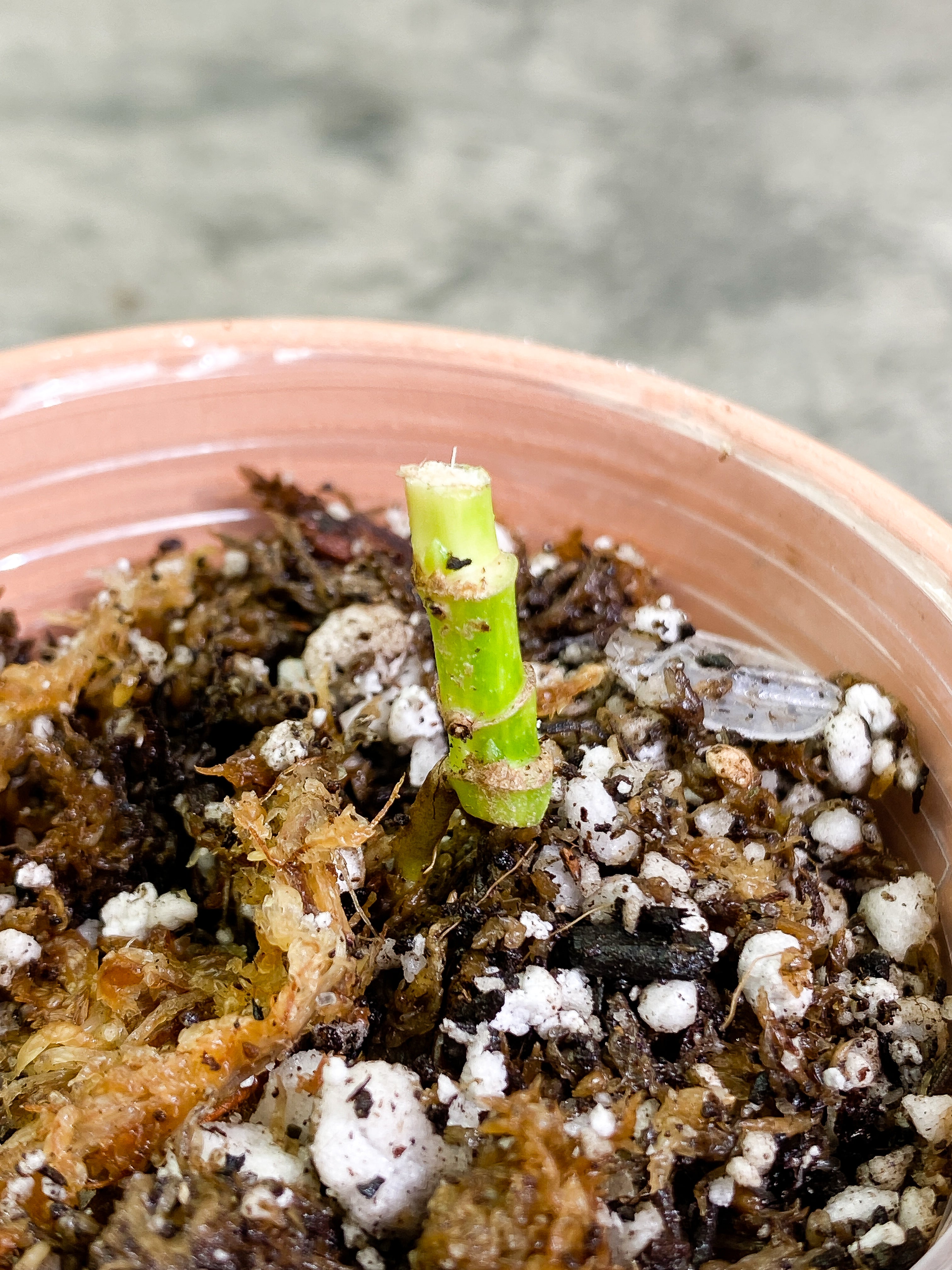 Monstera Adansonii Aurea triple node with 3 small sprout Rooted