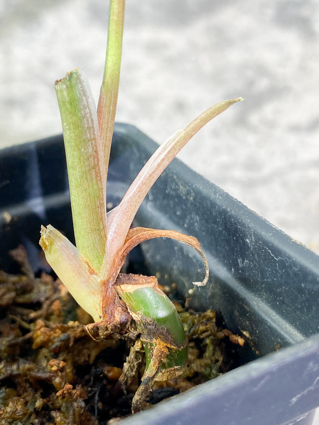 Syngonium Aurea 1 leaf Rooted