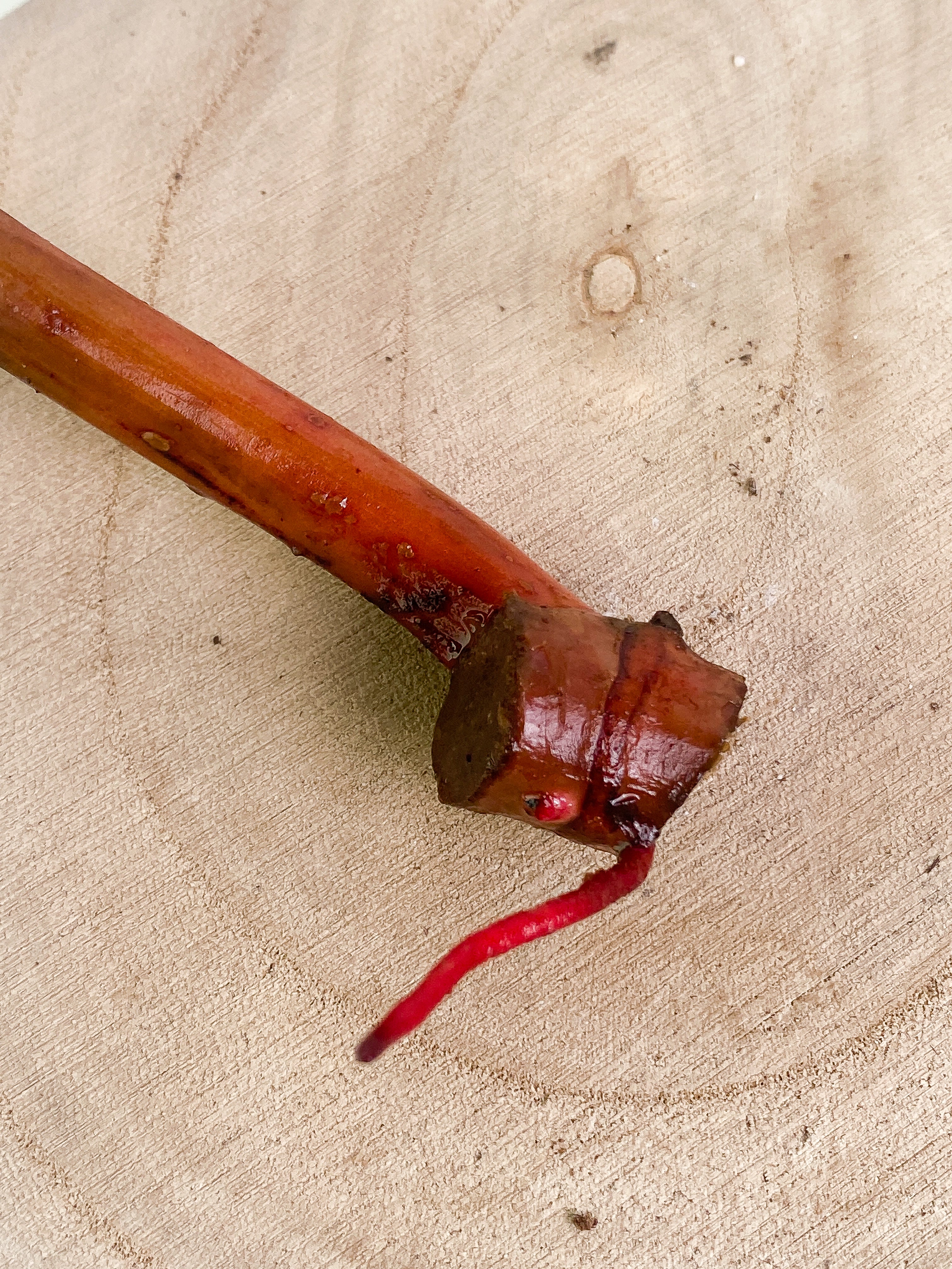 Philodendron  orange marmalade Rooting cutting