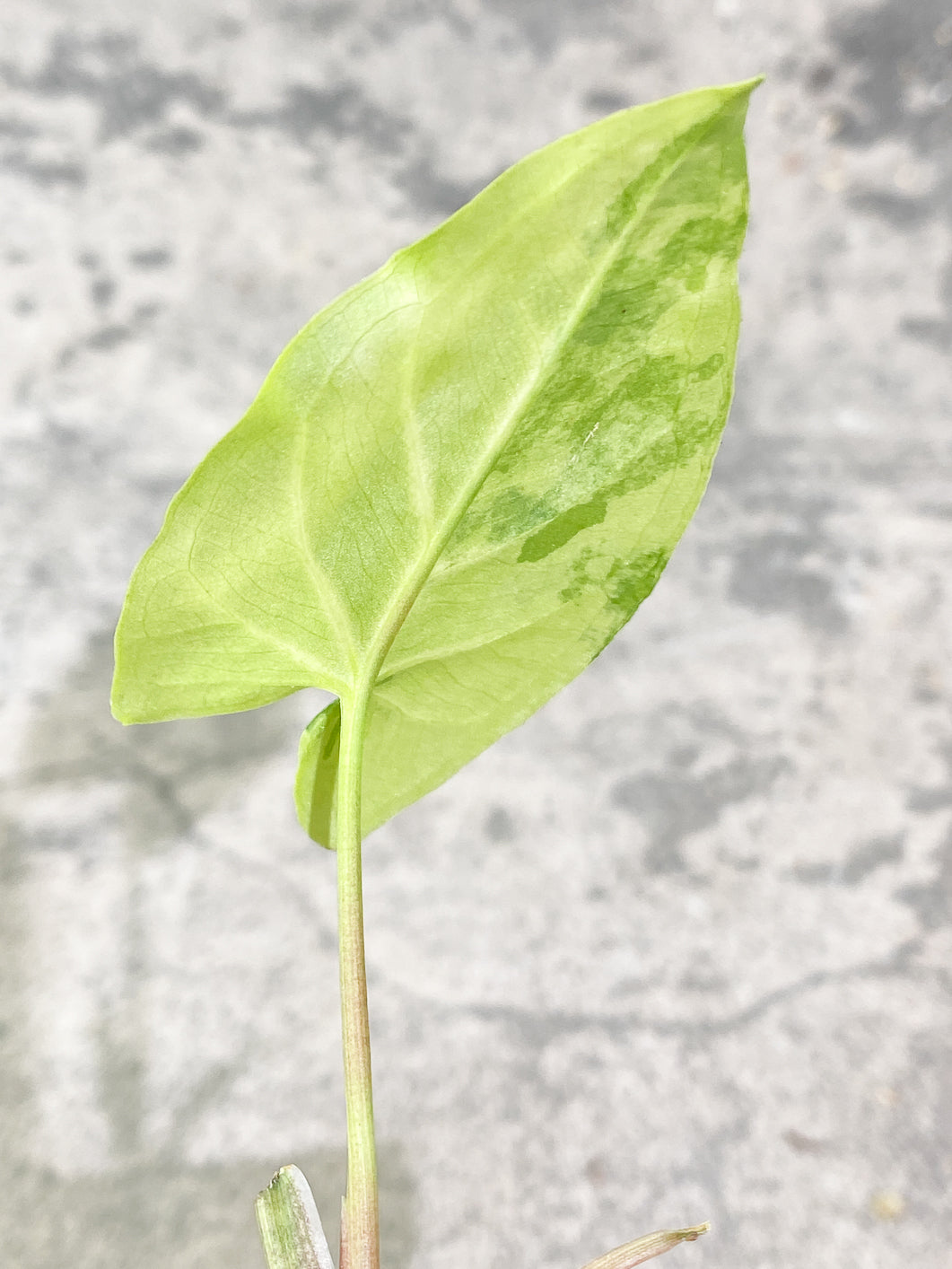 Syngonium Aurea 1 leaf Rooted