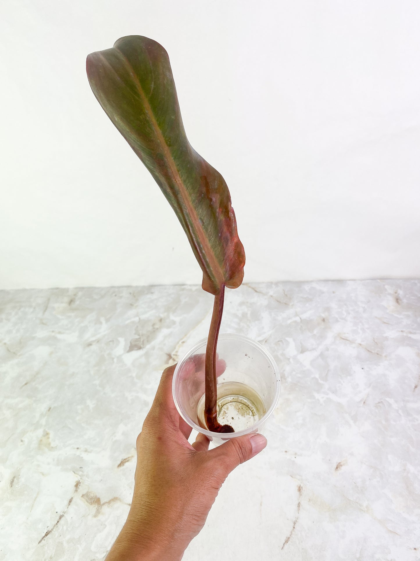 Philodendron  orange marmalade Rooting cutting