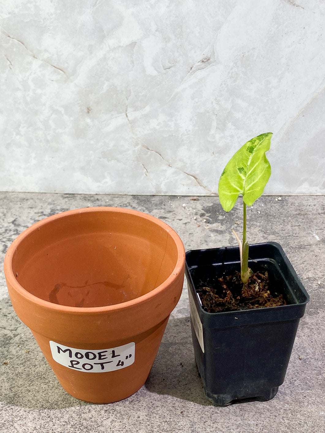 Syngonium Aurea 1 leaf Rooted