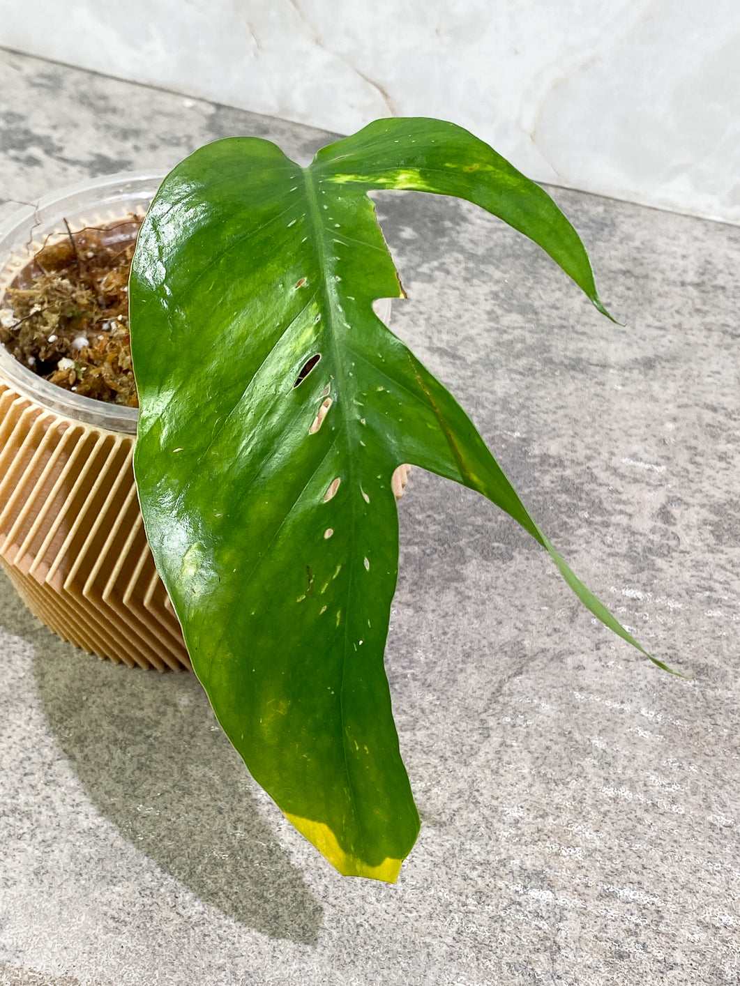 Epipremnum Pinnatum golden flame 1 leaf Rooted