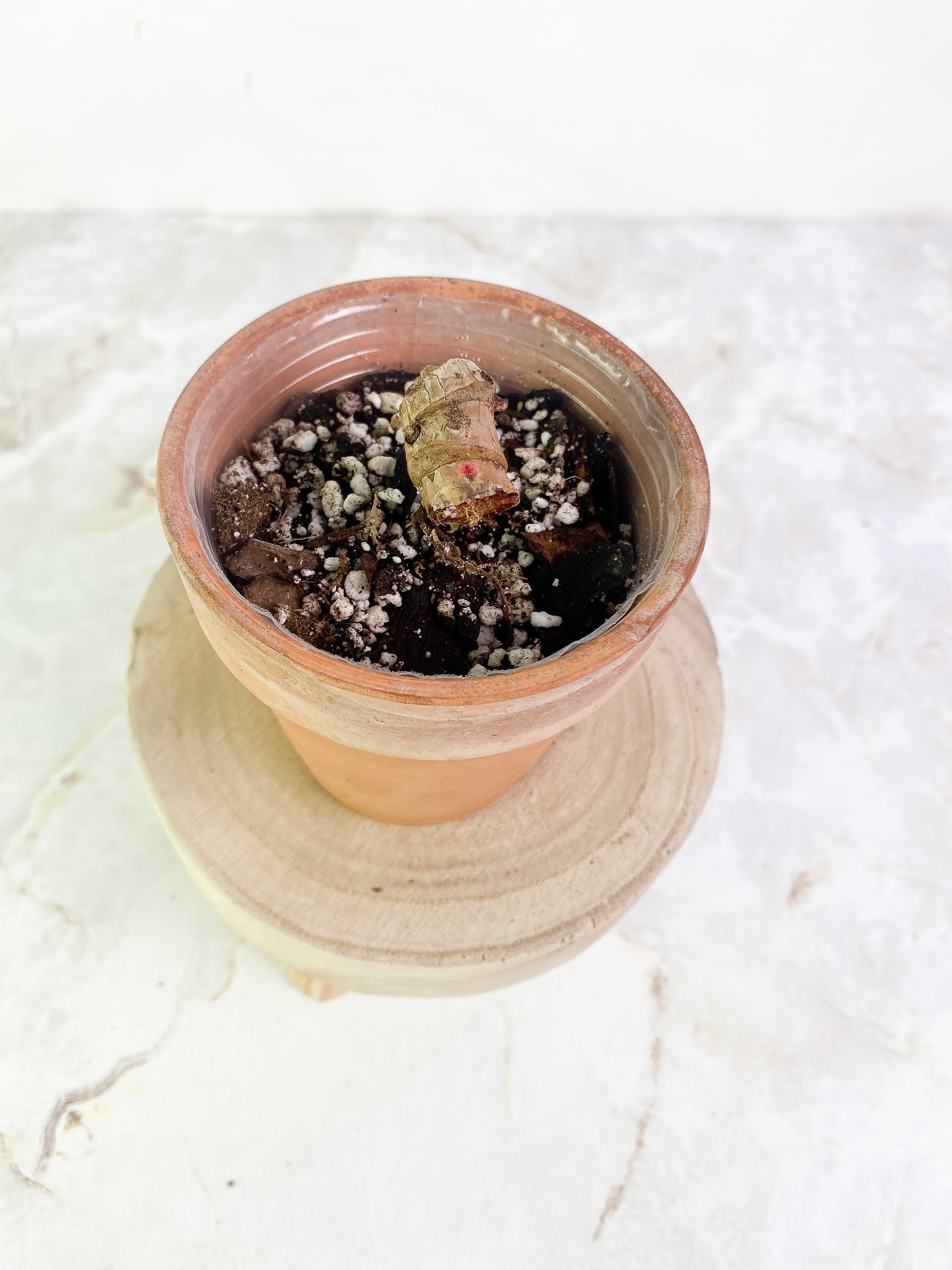 Philodendron  orange marmalade double node Rooted