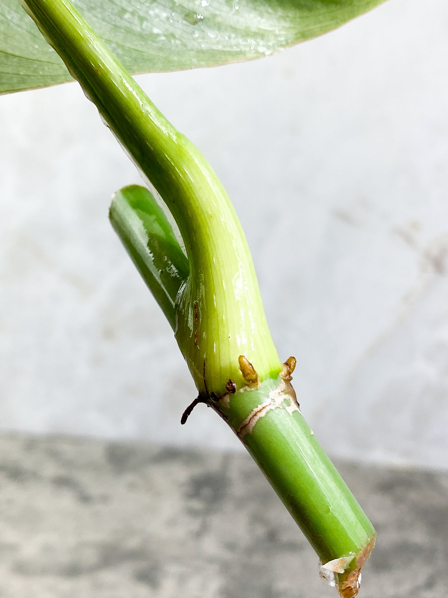 Philodendron Glorious Slightly rooting 1 big leaf cutting