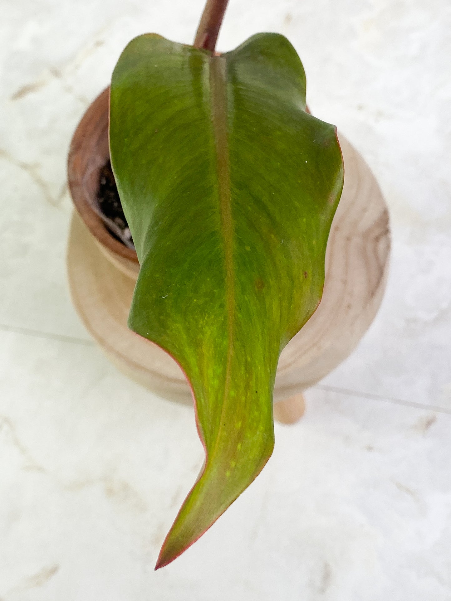 Philodendron Orange Mamalade 2 leaves Slightly Rooted