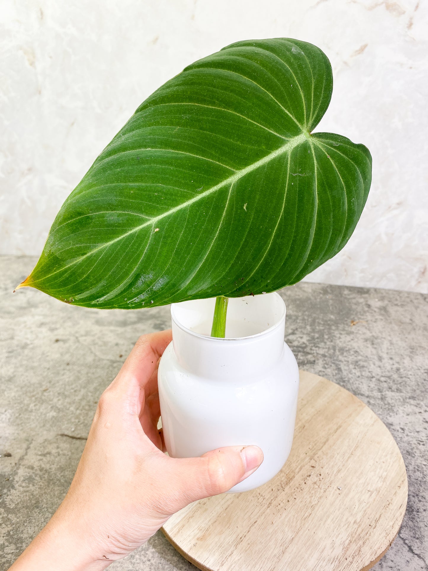 Philodendron Glorious Slightly rooting 1 big leaf cutting