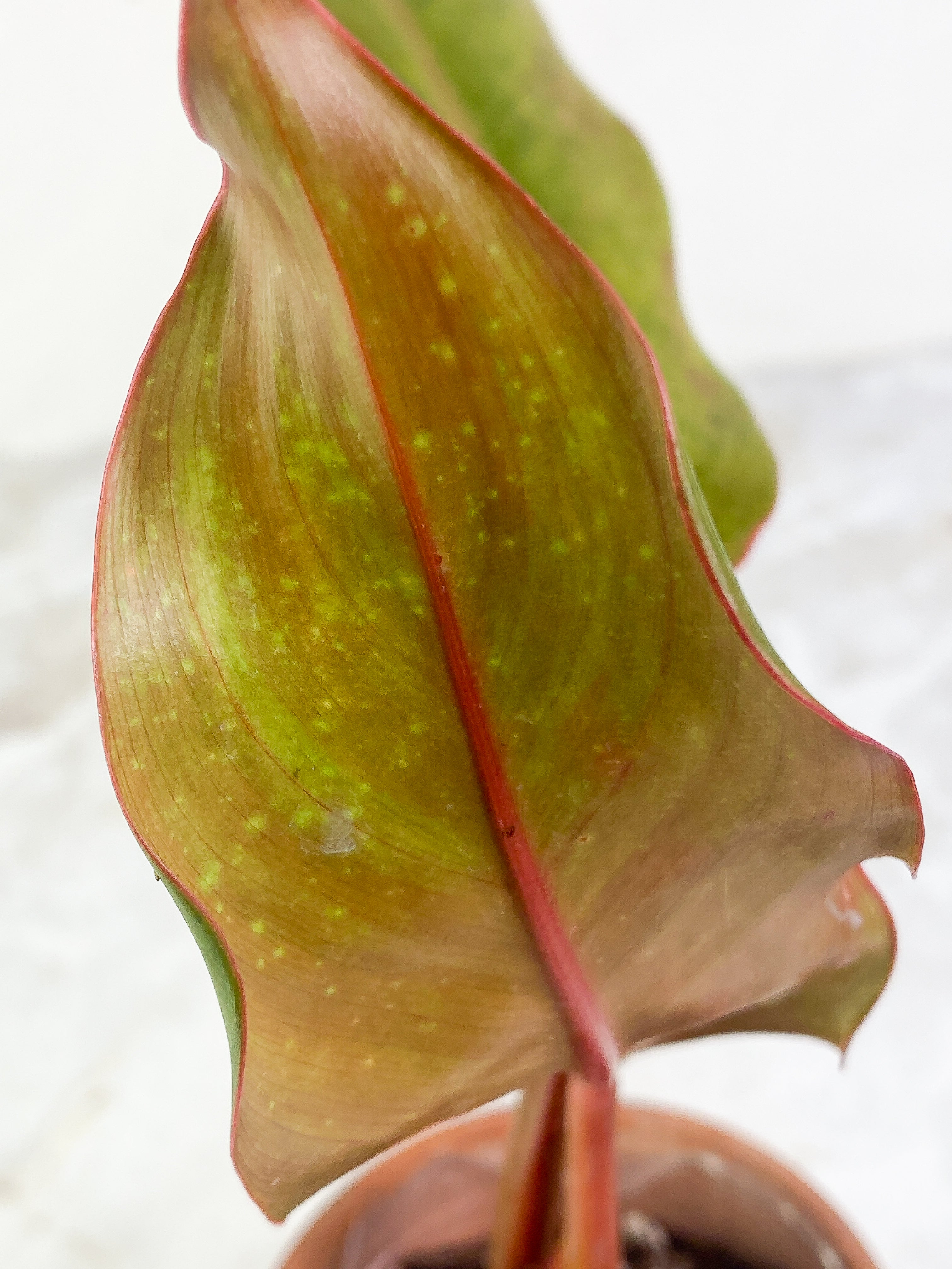 Philodendron Orange Mamalade 2 leaves Slightly Rooted