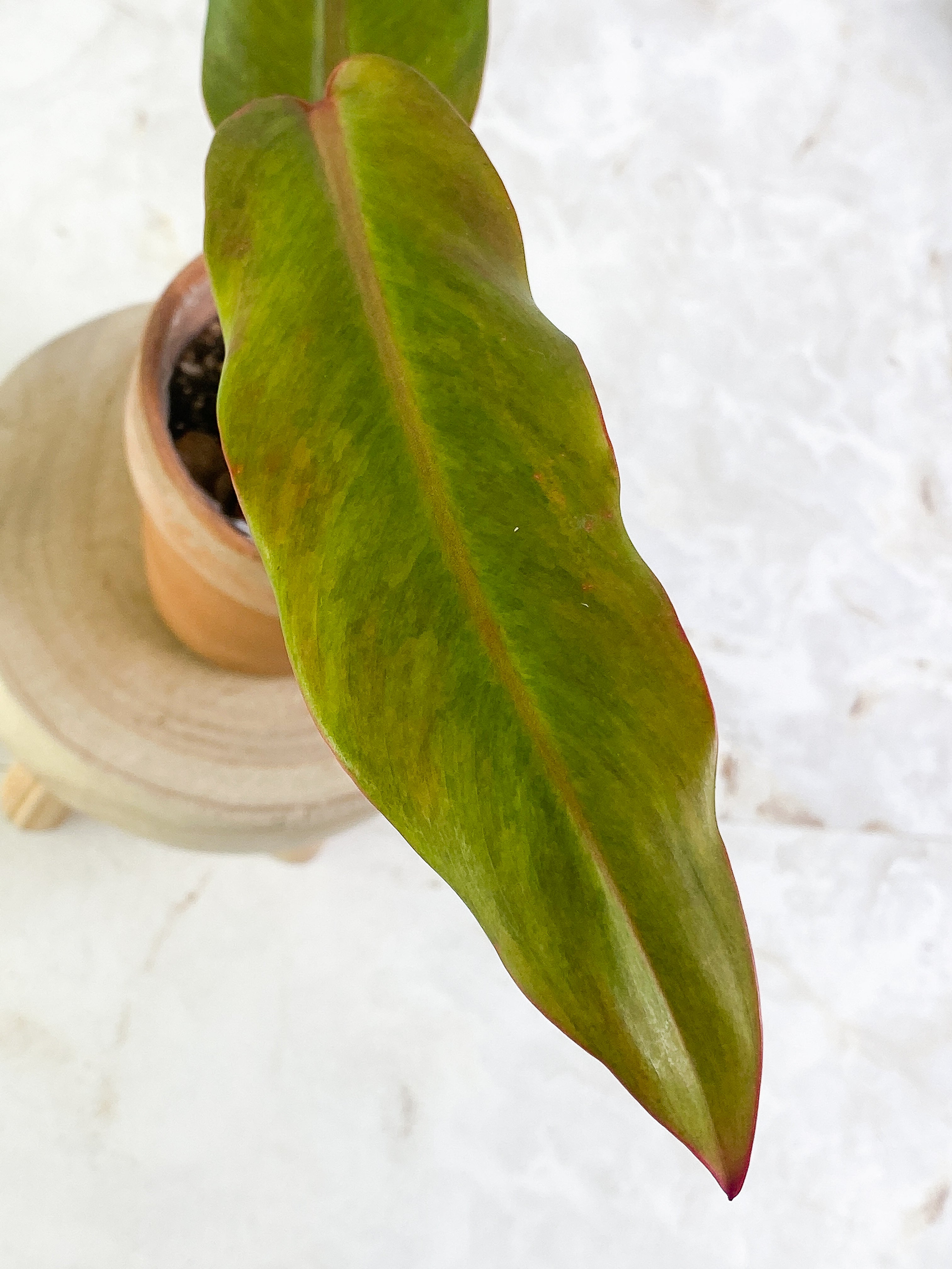 Philodendron Orange Mamalade 2 leaves Slightly Rooted