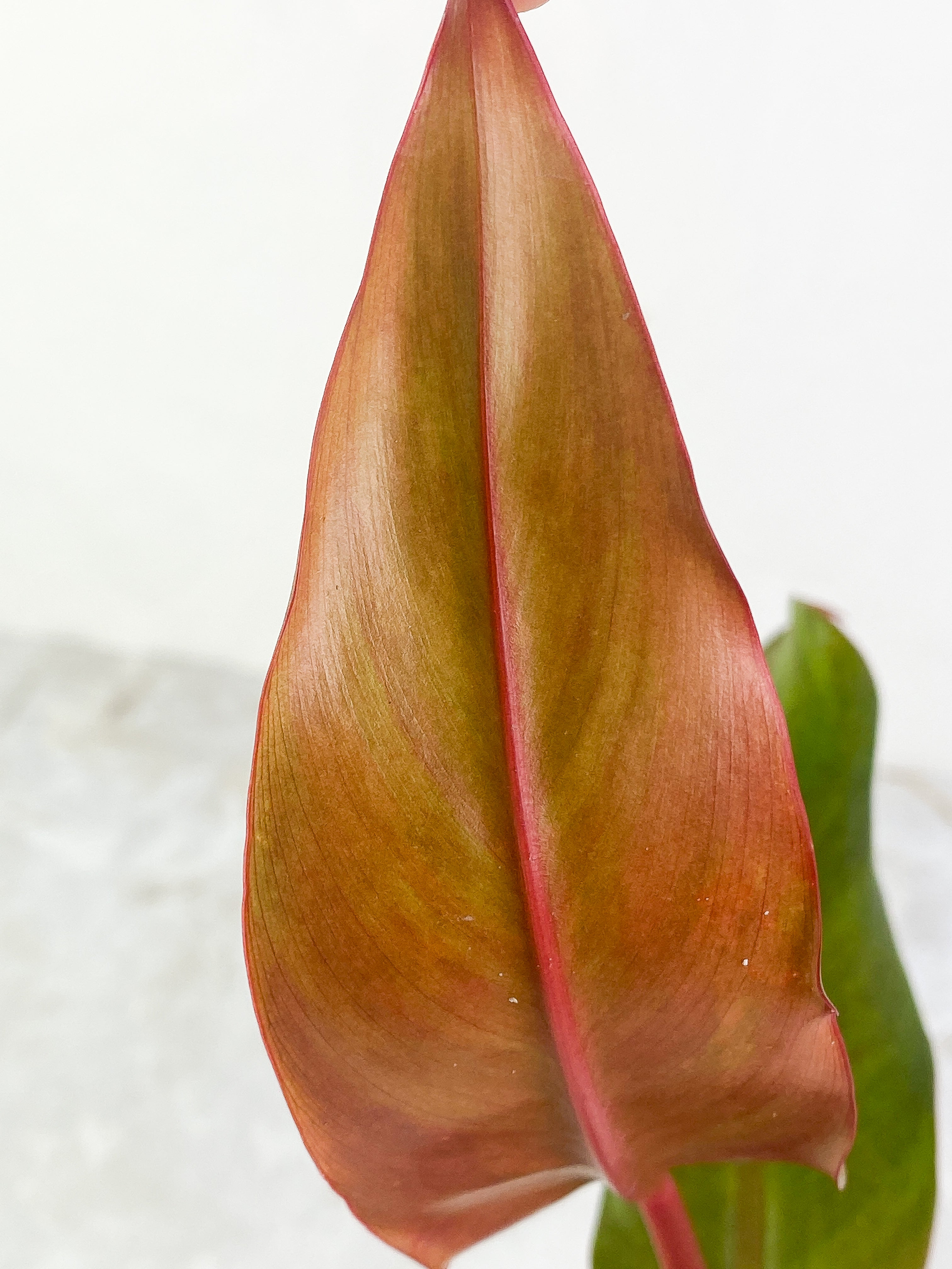 Philodendron Orange Mamalade 2 leaves Slightly Rooted