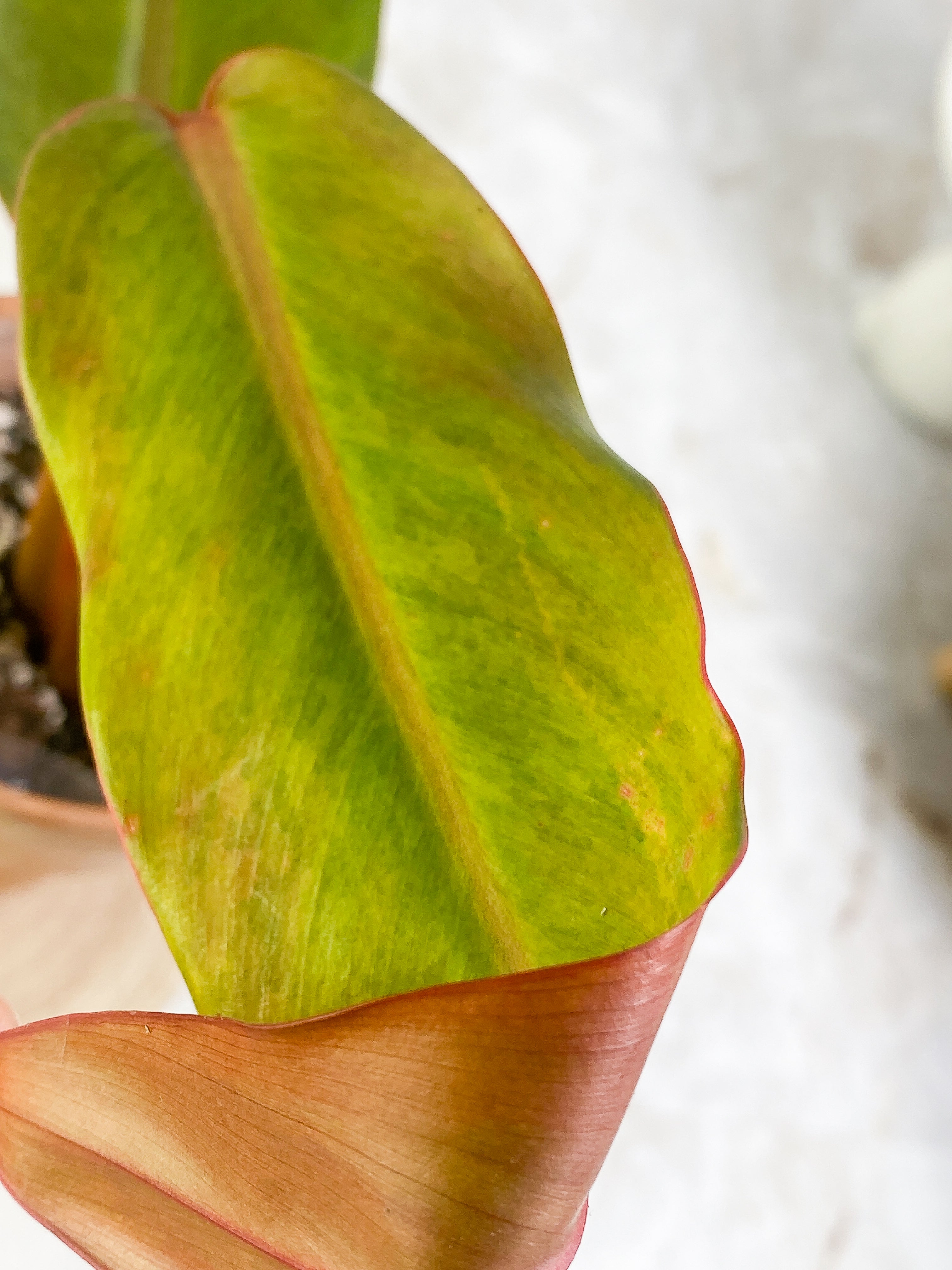 Philodendron Orange Mamalade 2 leaves Slightly Rooted