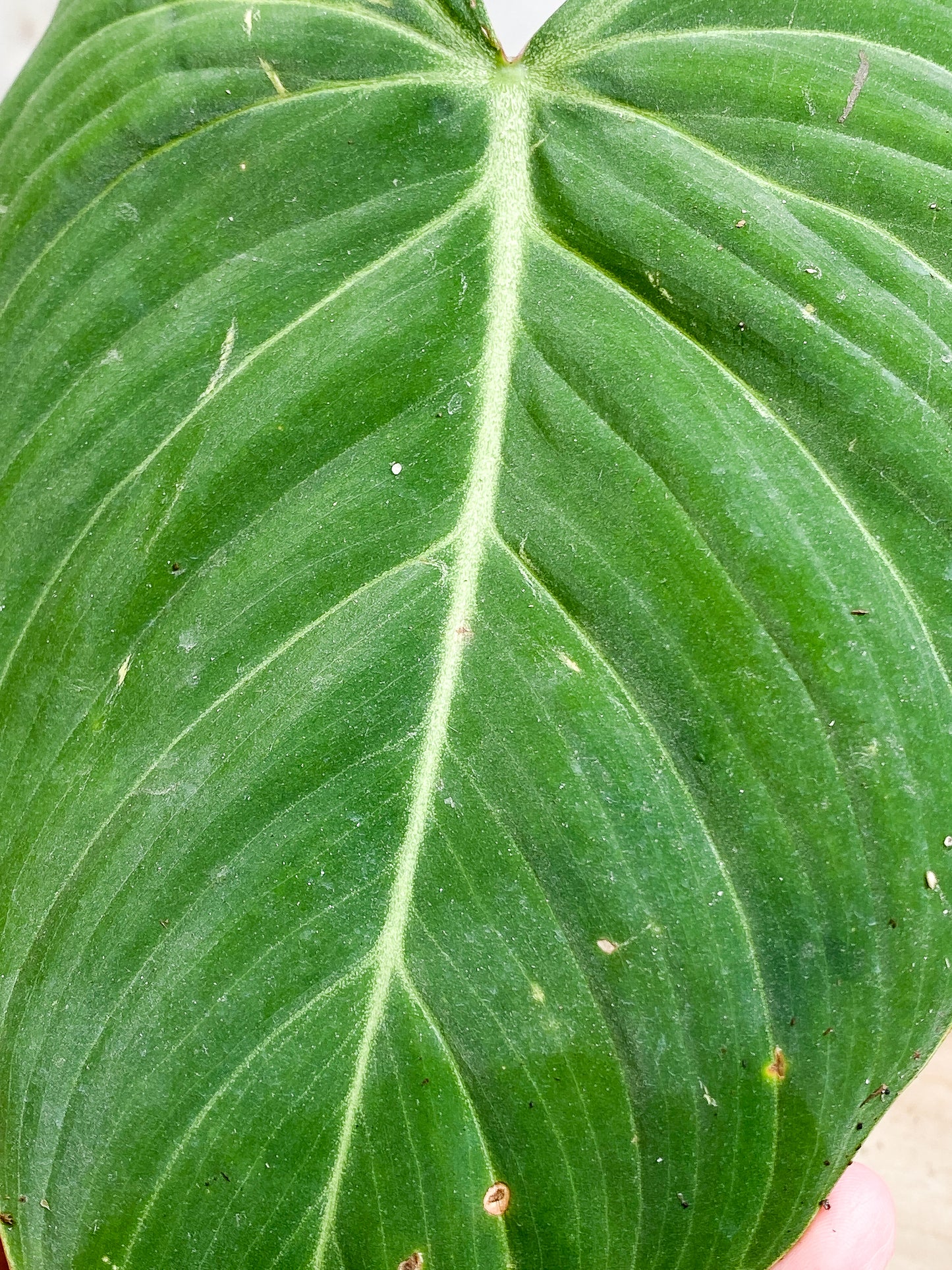 Philodendron Glorious Rooted 2 big leaves