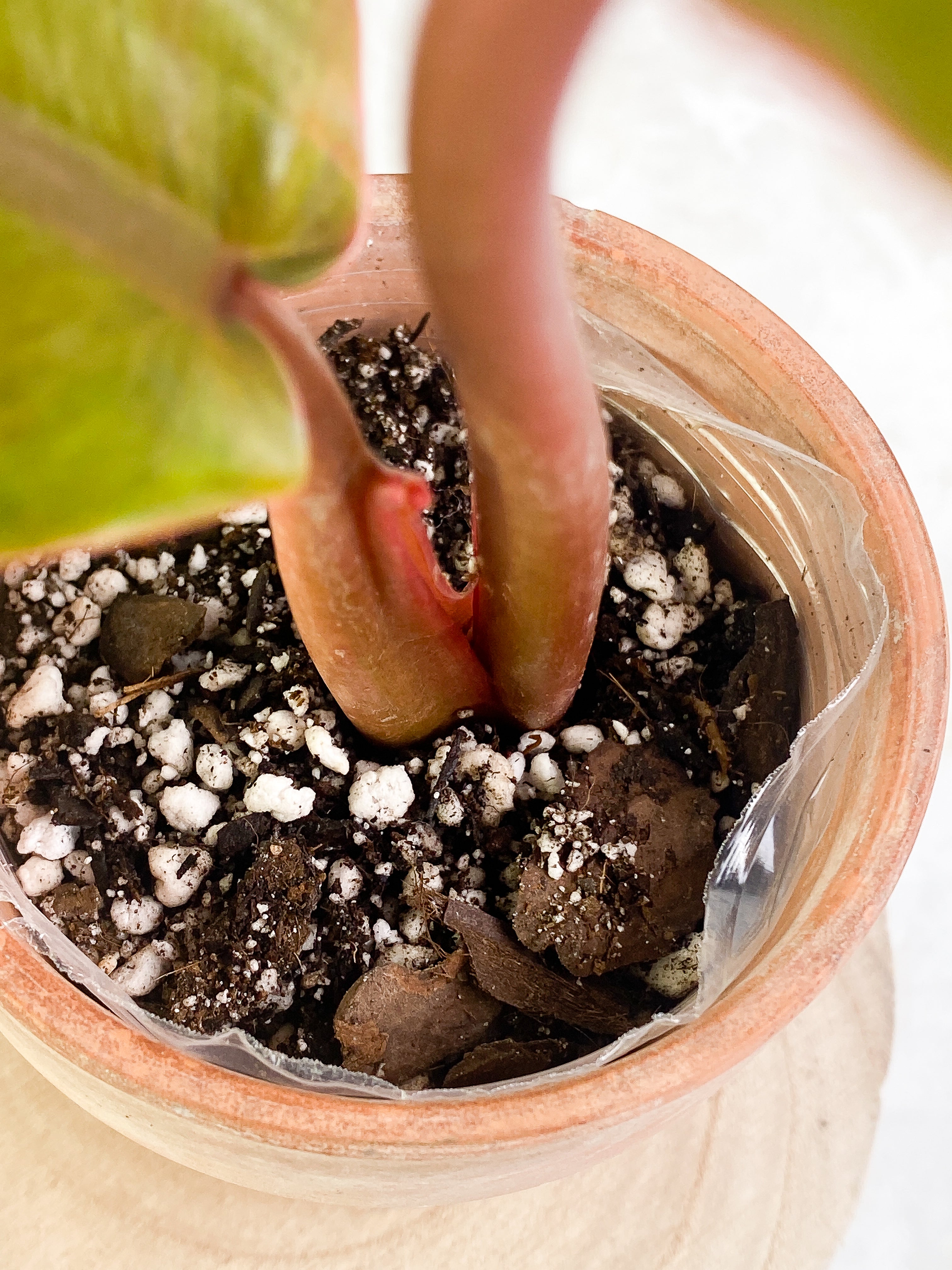 Philodendron Orange Mamalade 2 leaves Slightly Rooted