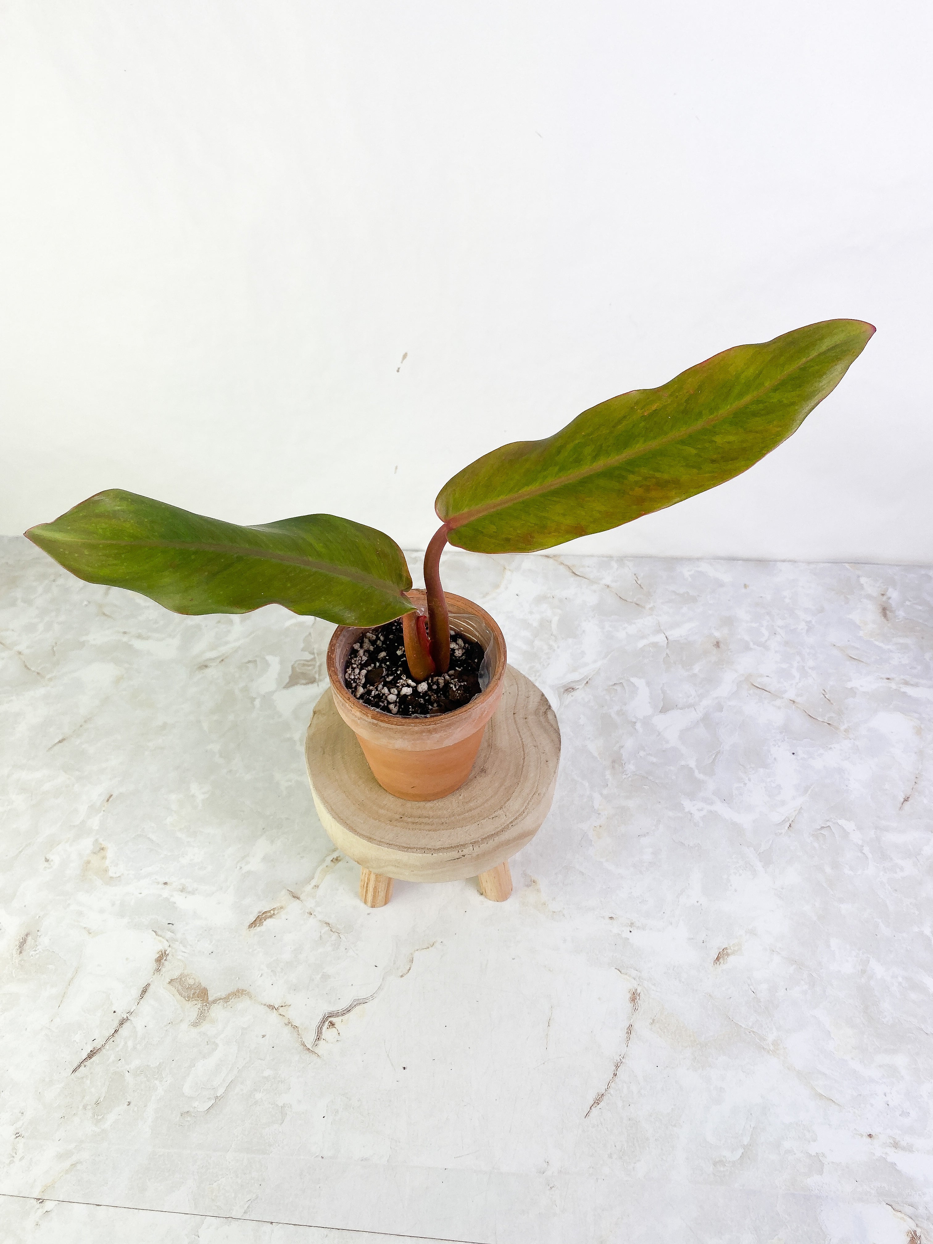 Philodendron Orange Mamalade 2 leaves Slightly Rooted