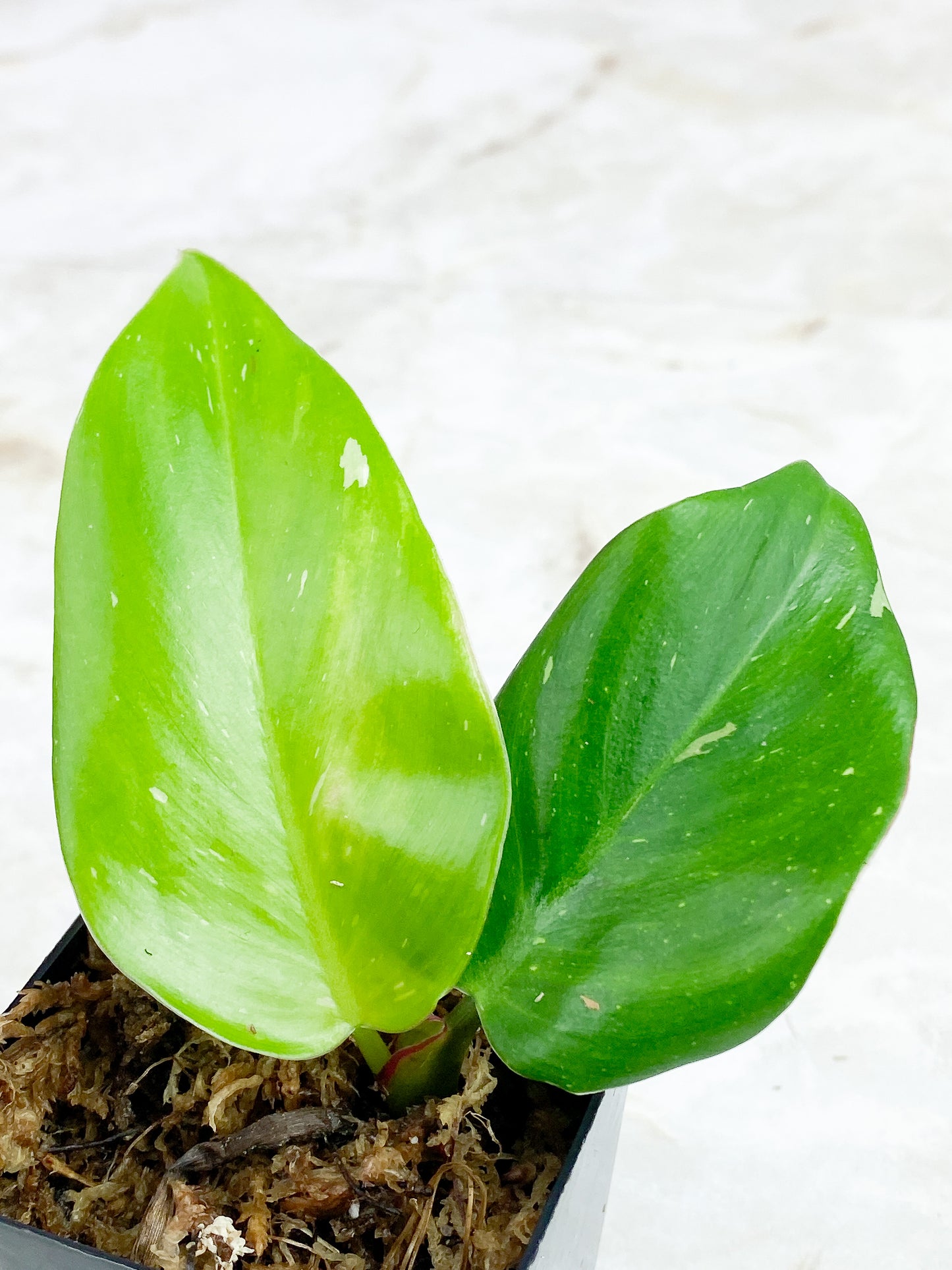 Philodendron White Princess slightly rooted 2 leaves