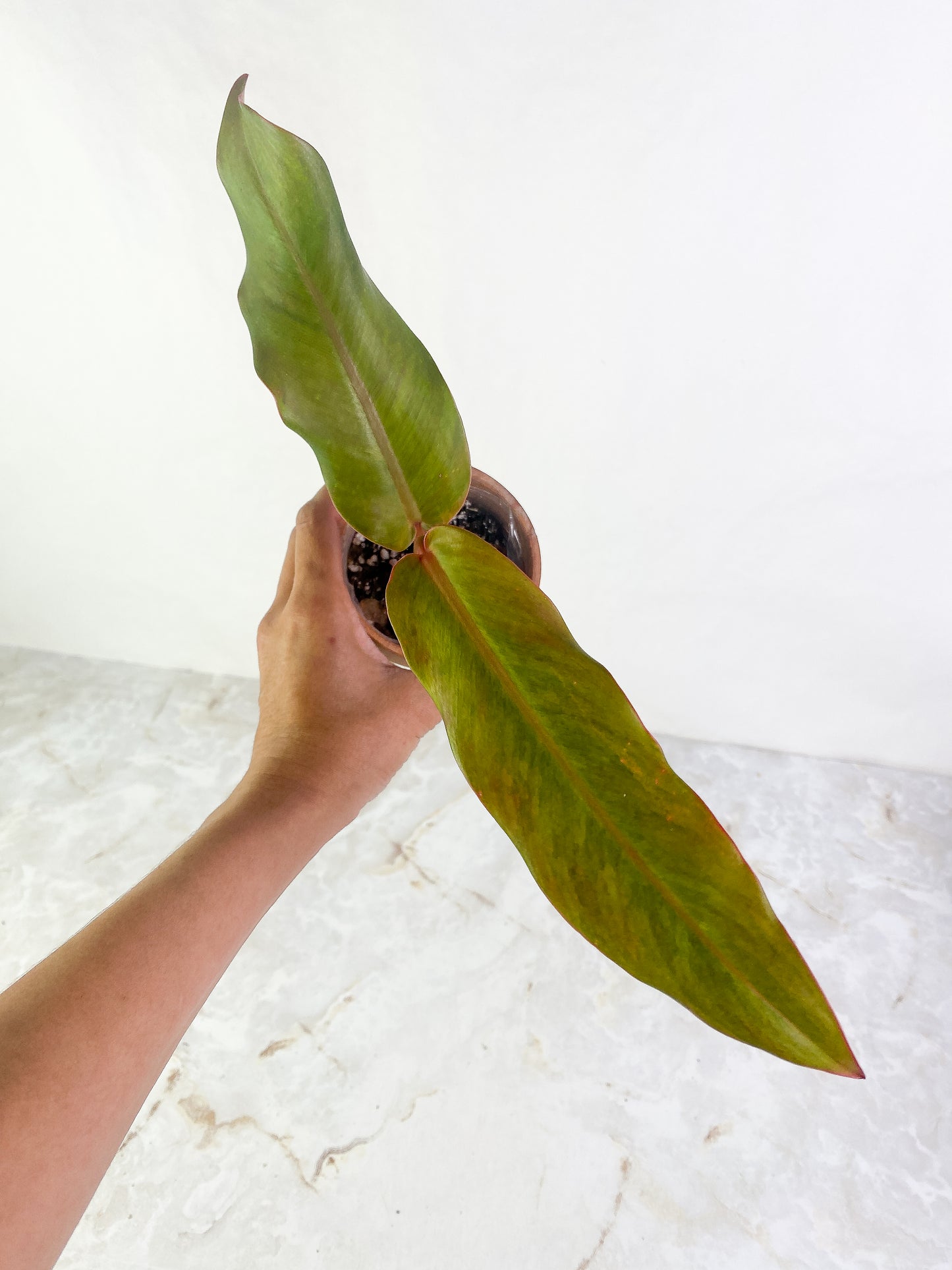 Philodendron Orange Mamalade 2 leaves Slightly Rooted