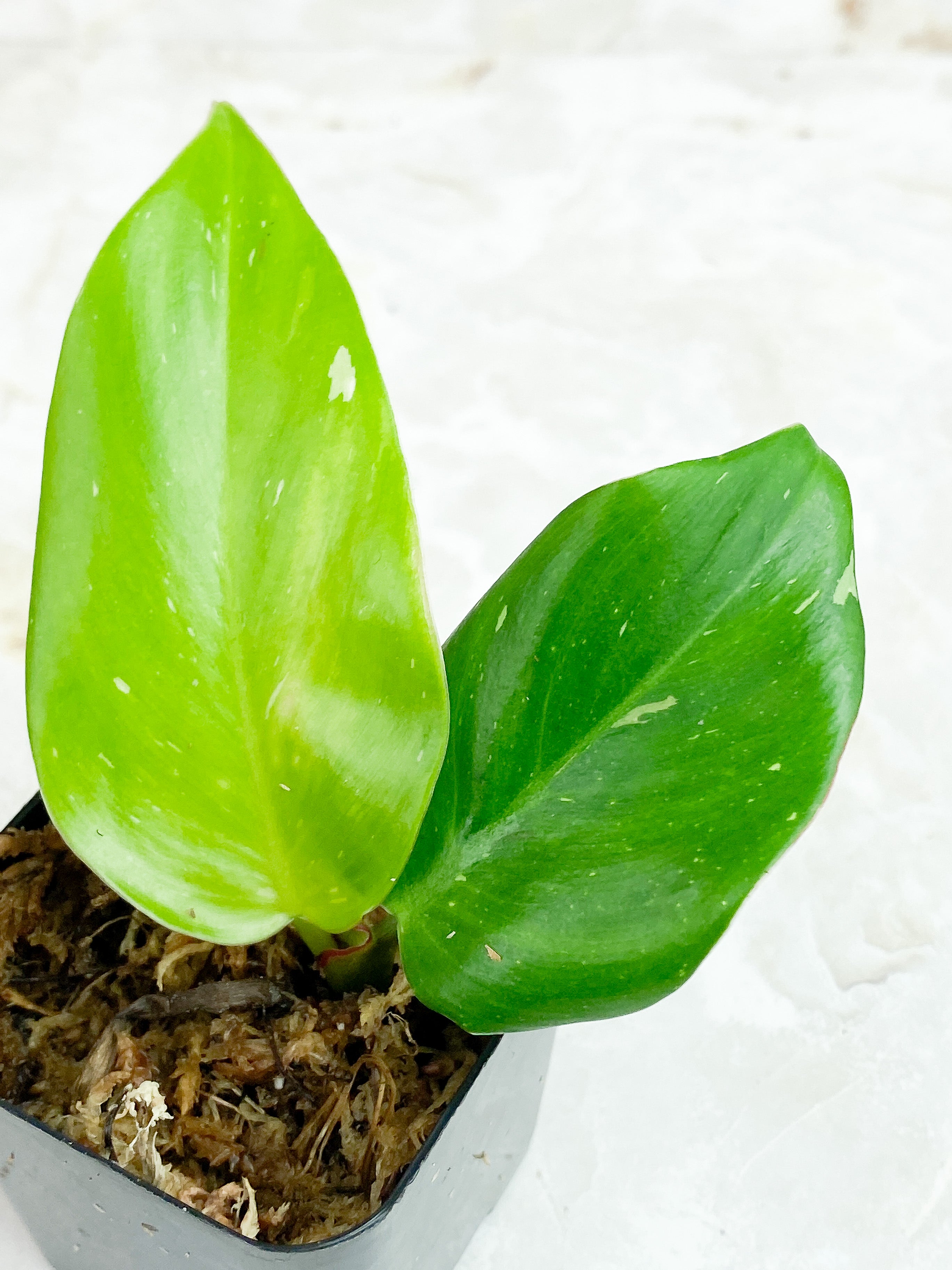 Philodendron White Princess slightly rooted 2 leaves