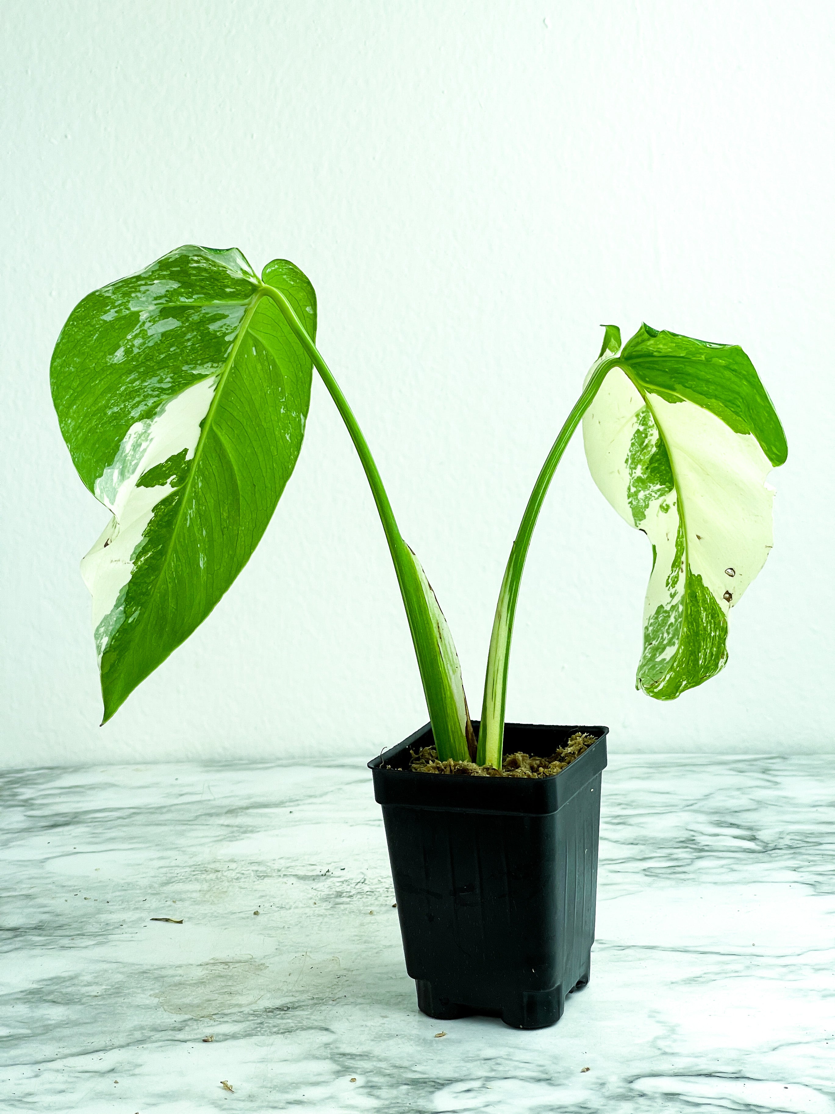 Monstera Albo Borsigiana 2 leaves. One new leaf is on the way.  slightly rooted