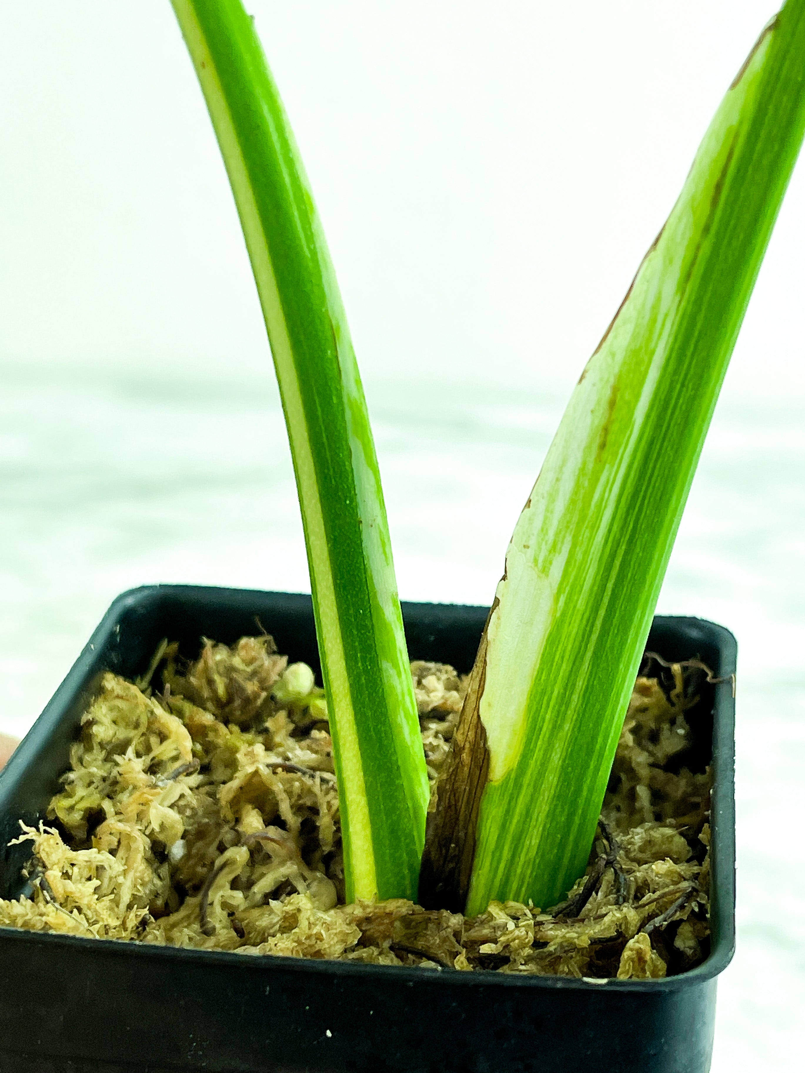 Monstera Albo Borsigiana 2 leaves. One new leaf is on the way.  slightly rooted