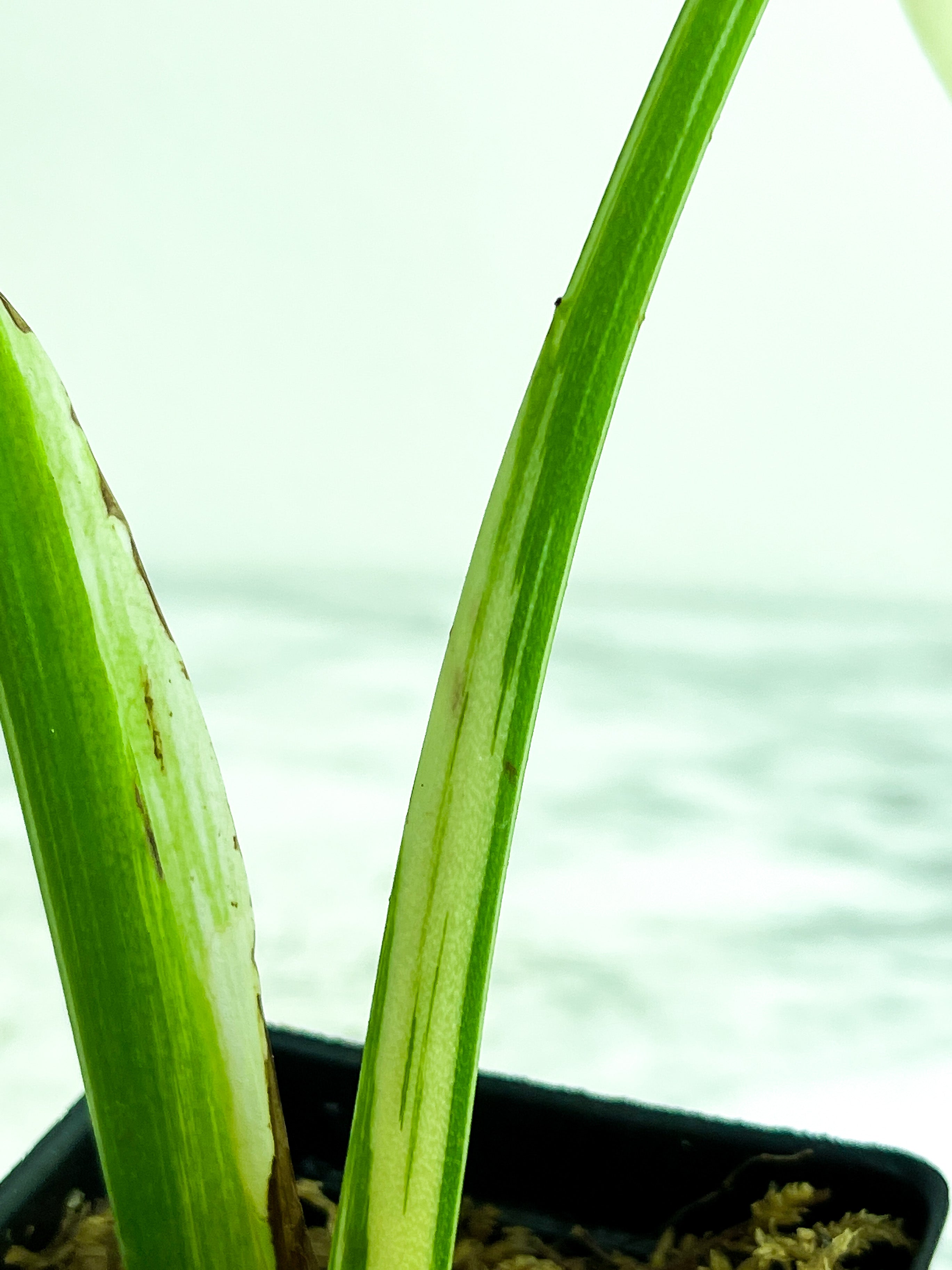 Monstera Albo Borsigiana 2 leaves. One new leaf is on the way.  slightly rooted