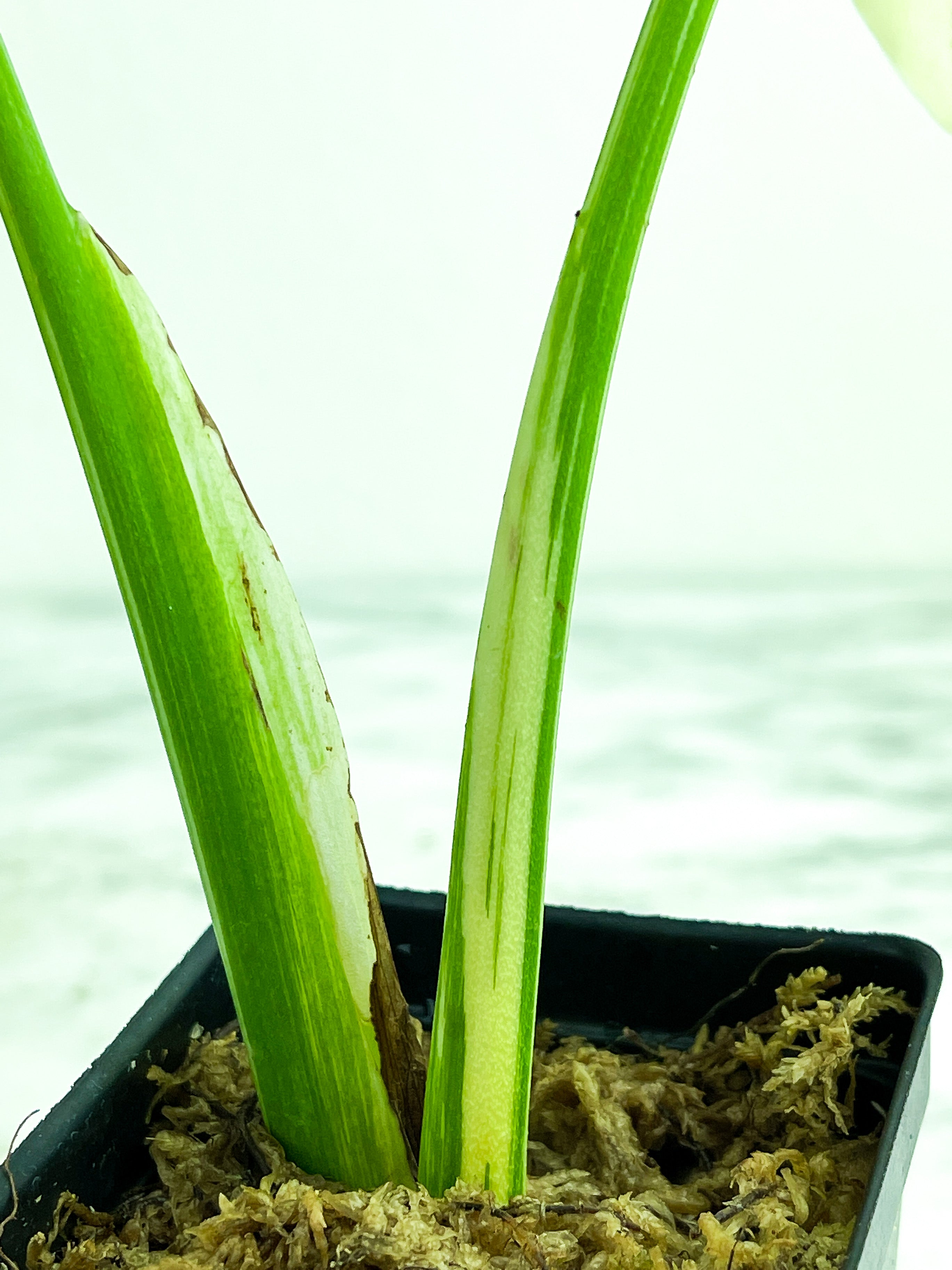 Monstera Albo Borsigiana 2 leaves. One new leaf is on the way.  slightly rooted