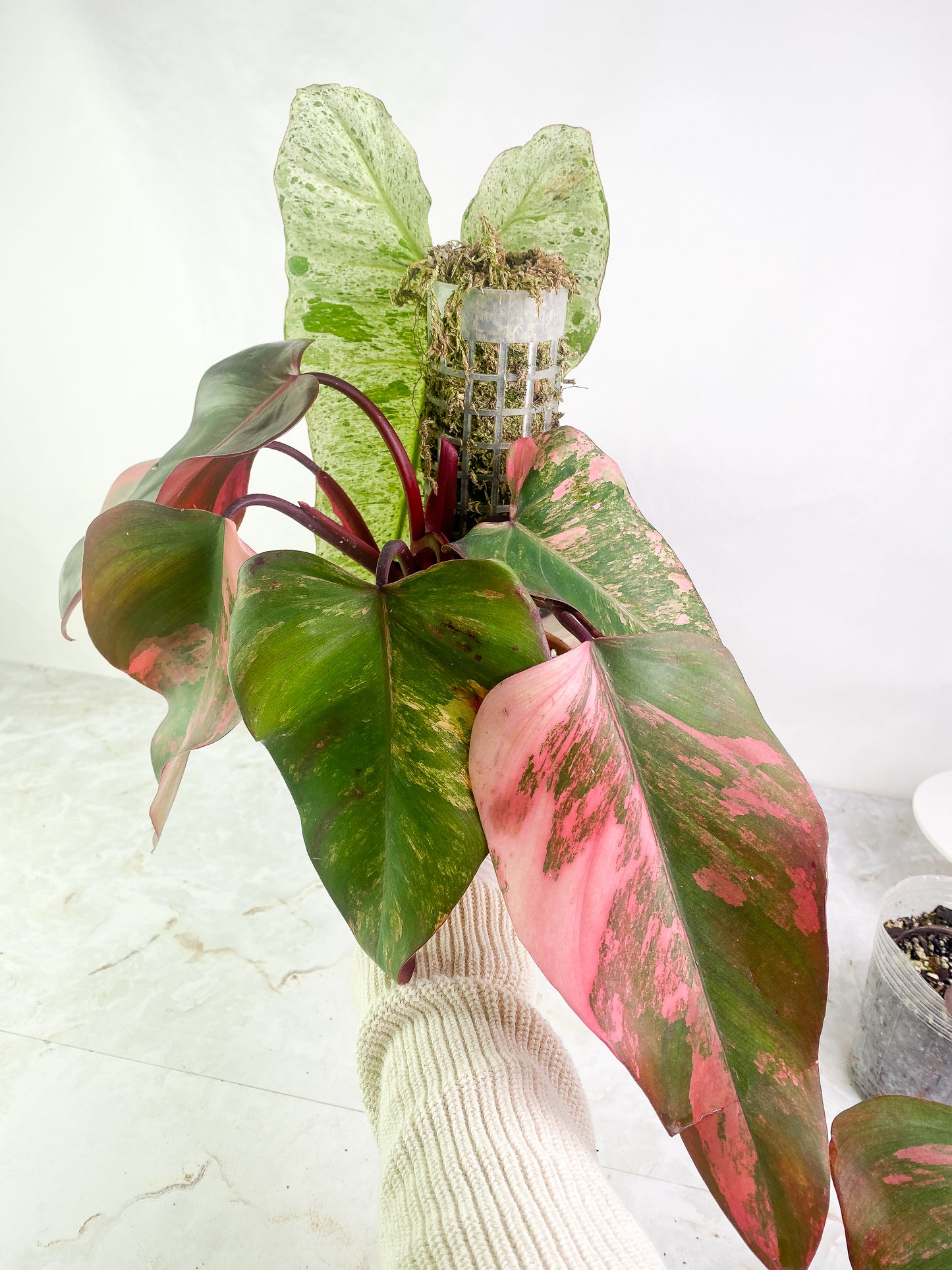 Philodendron Strawberry Shake  Rooted node from Highly Variegated  mother plant