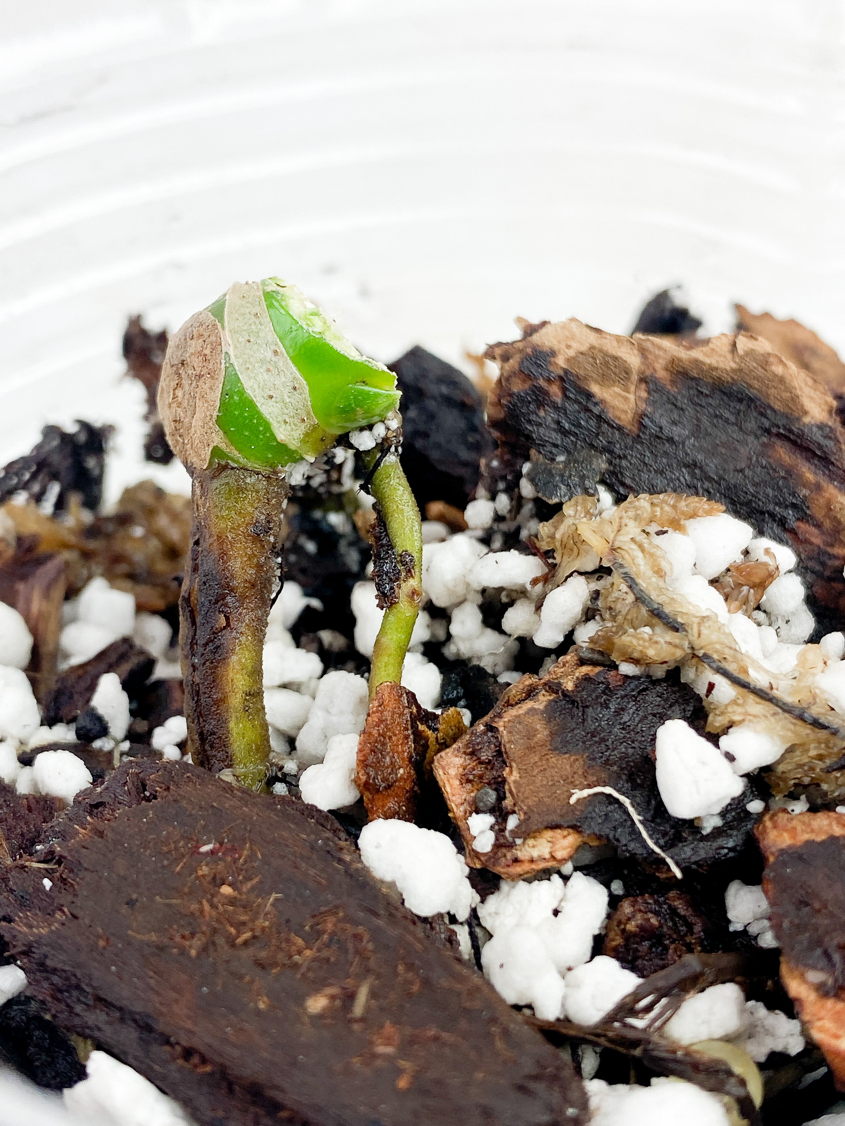 Monstera Esqueleto Rooted Double node