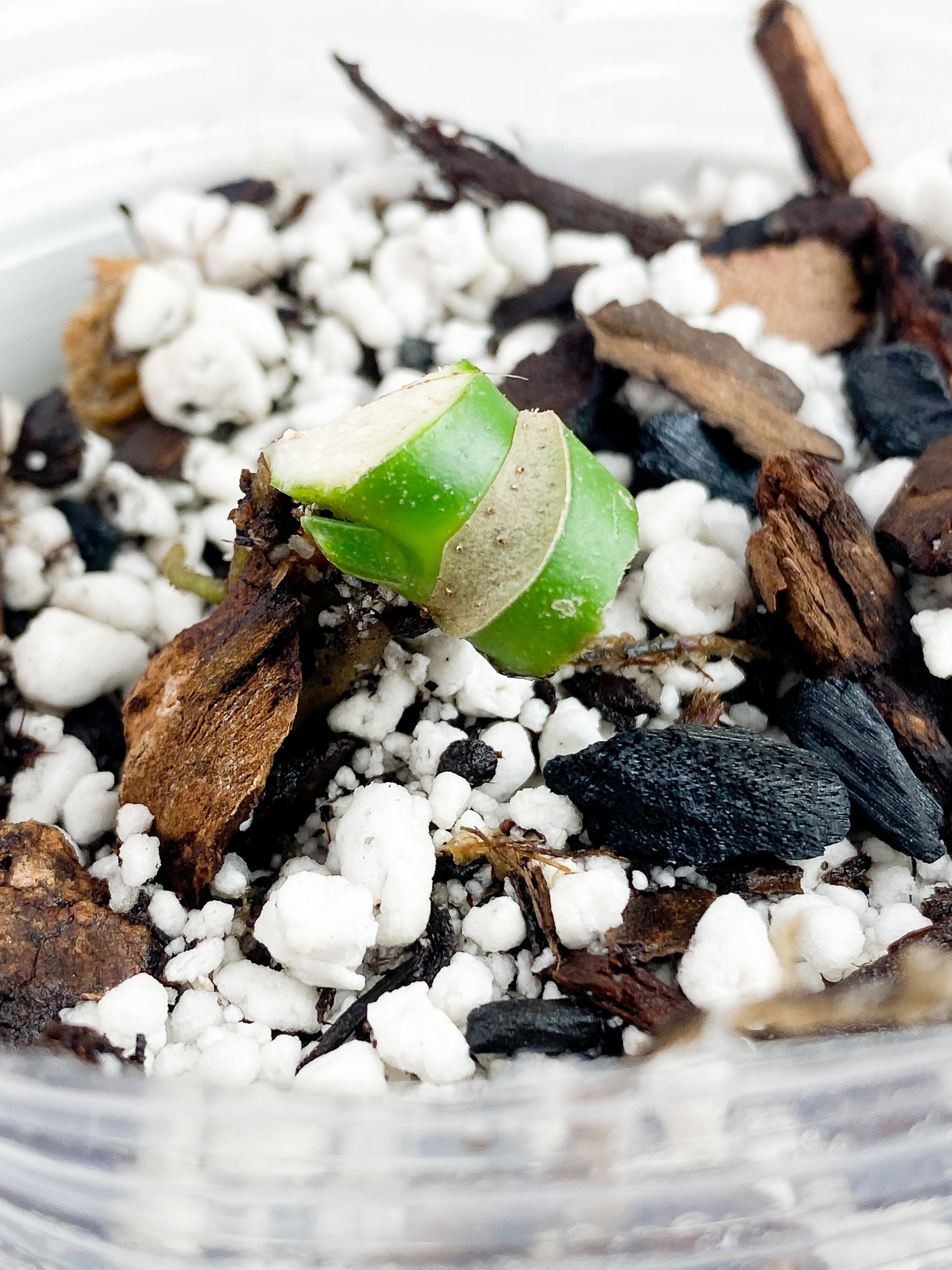 Monstera Esqueleto Rooted node