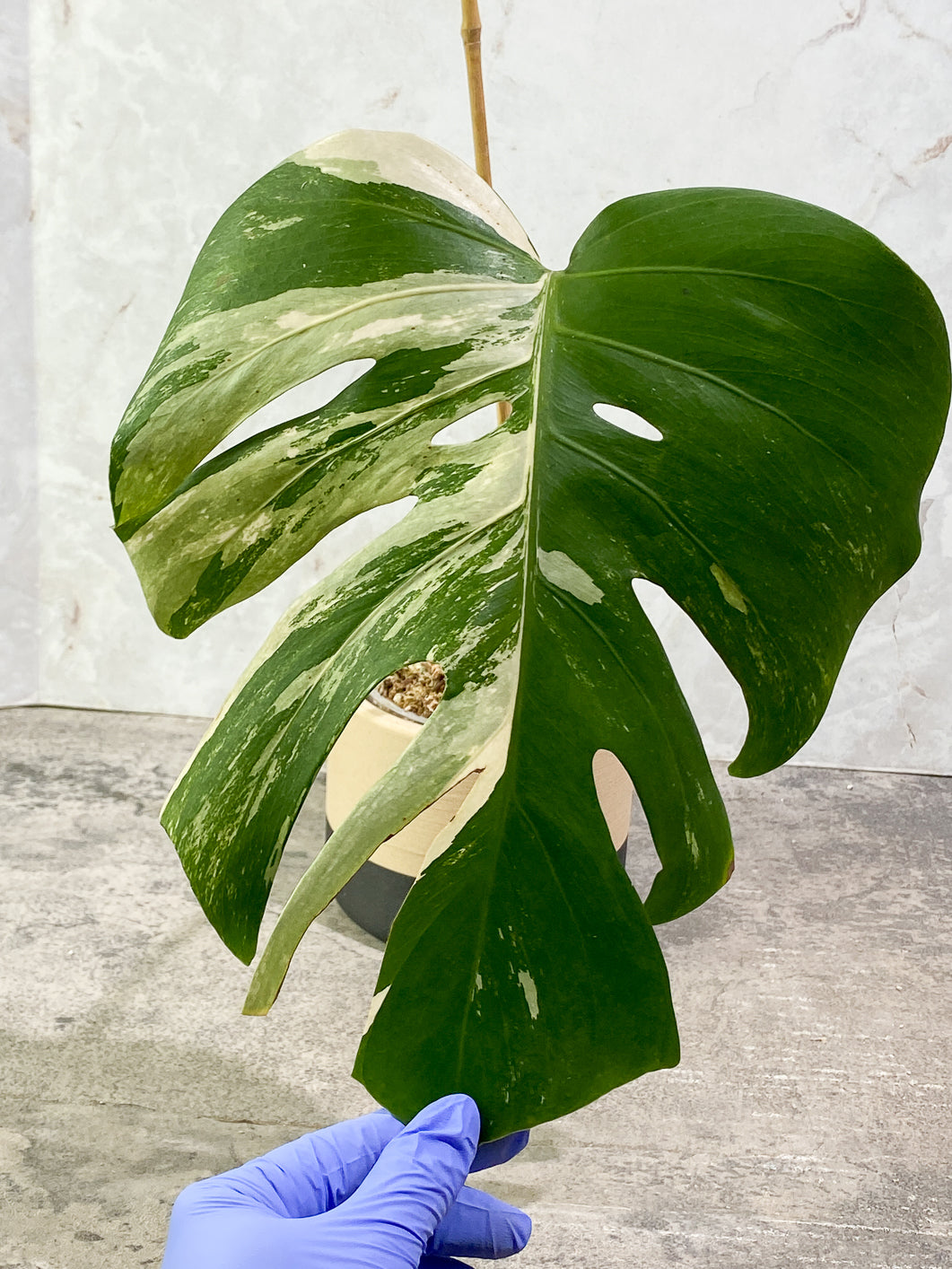 Monstera albo variegated 1 leaf Rooting