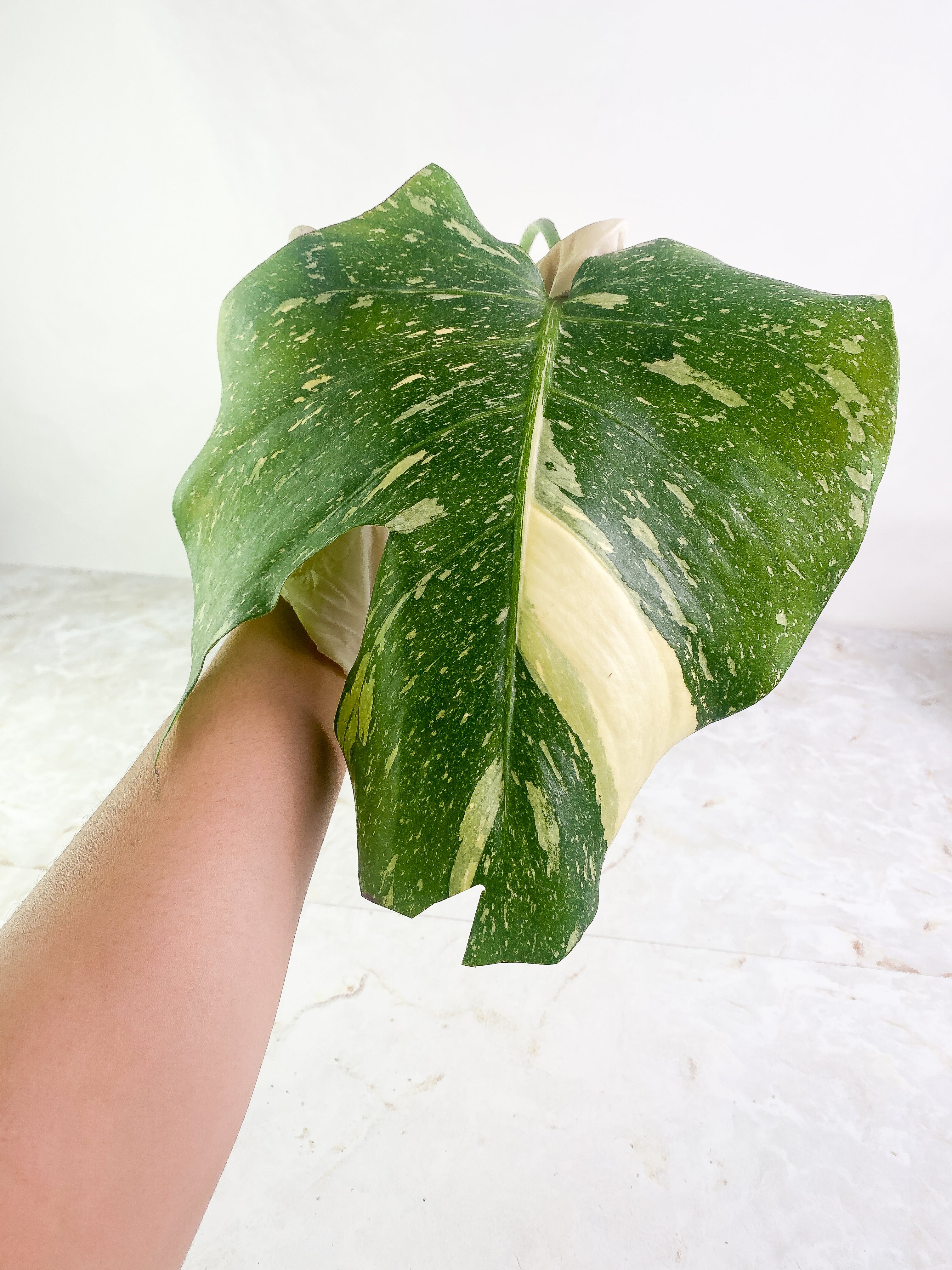 Monstera Thai Constellation  Rooted 1 leaf Highly Variegated