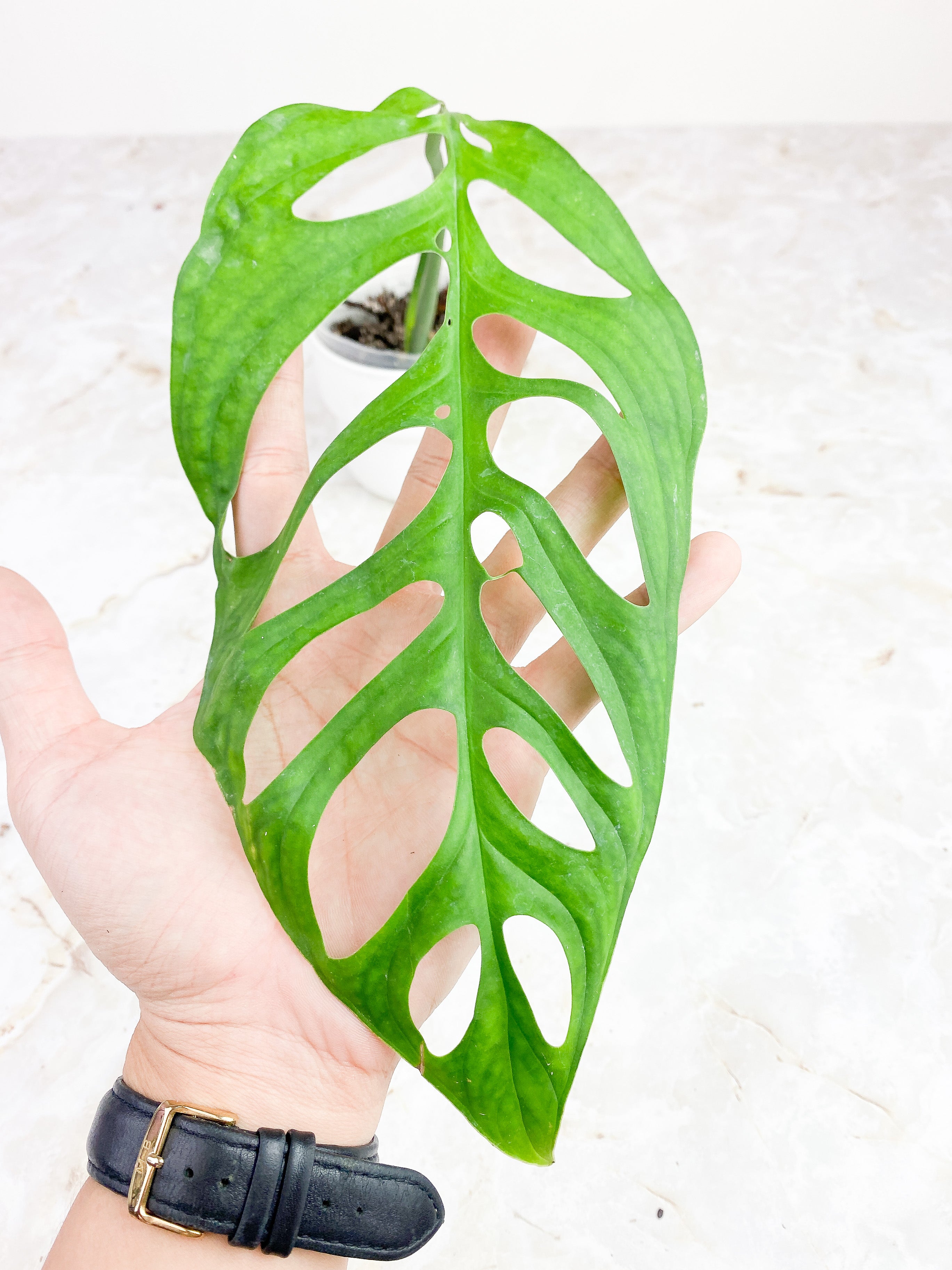 Monstera Esqueleto Rooted 1 leaf, 1 sprout