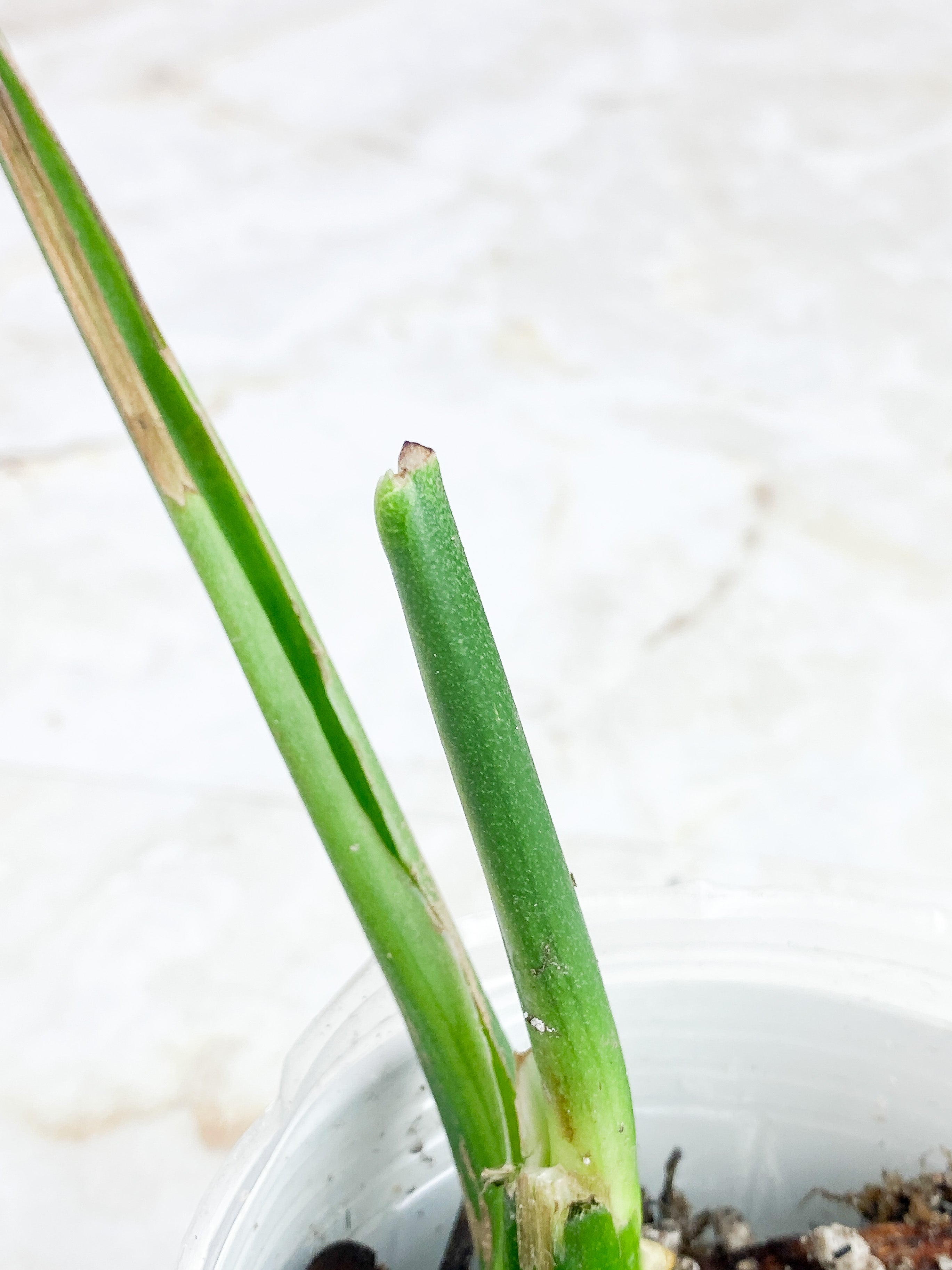 Monstera Esqueleto Rooted 1 leaf, 1 sprout