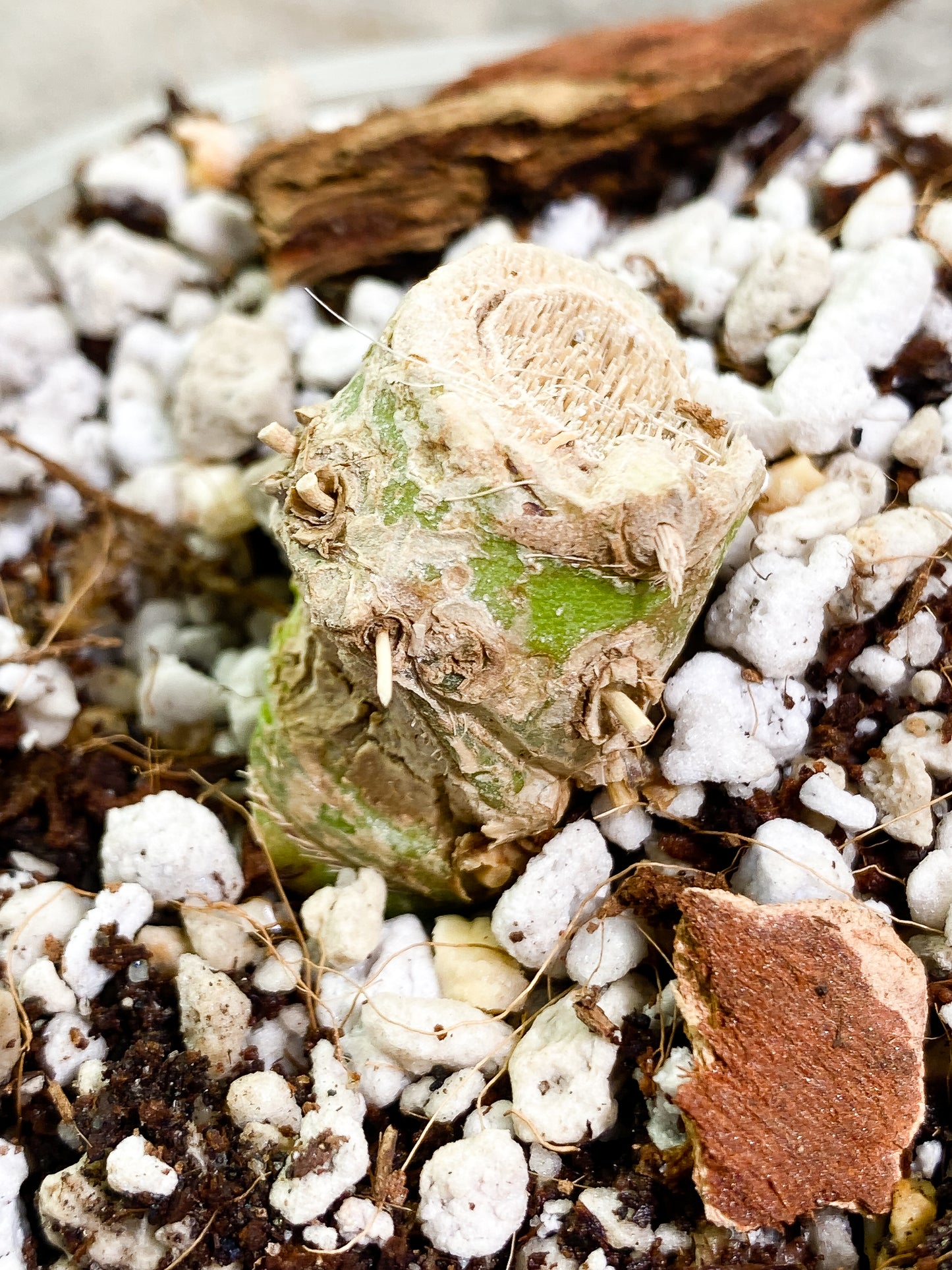 Anthurium Warocqueanum Round Form Rooted chonk
