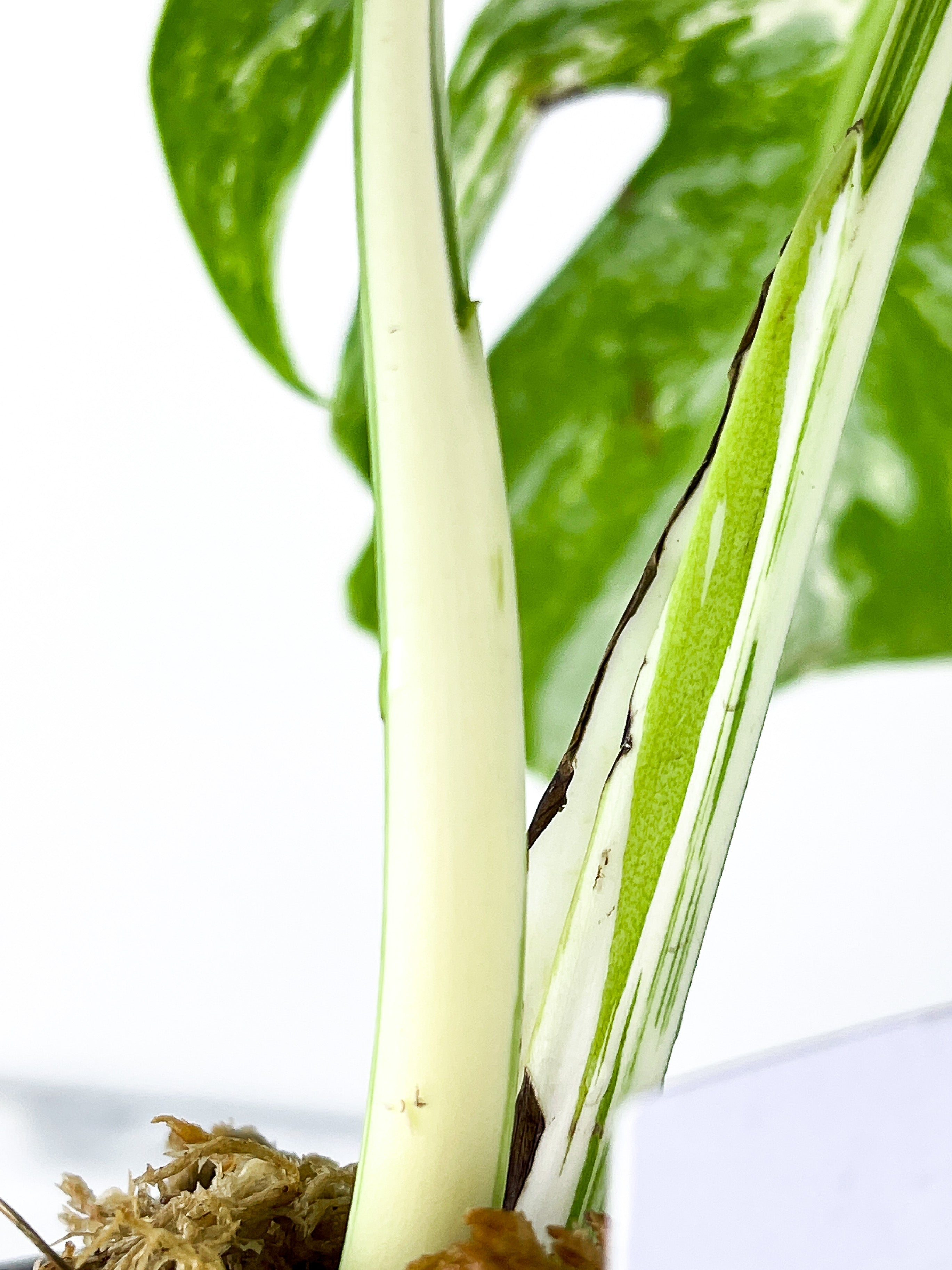 Monstera Albo Borsigiana 2 leaves. One new leaf is on the way. slightly rooted.