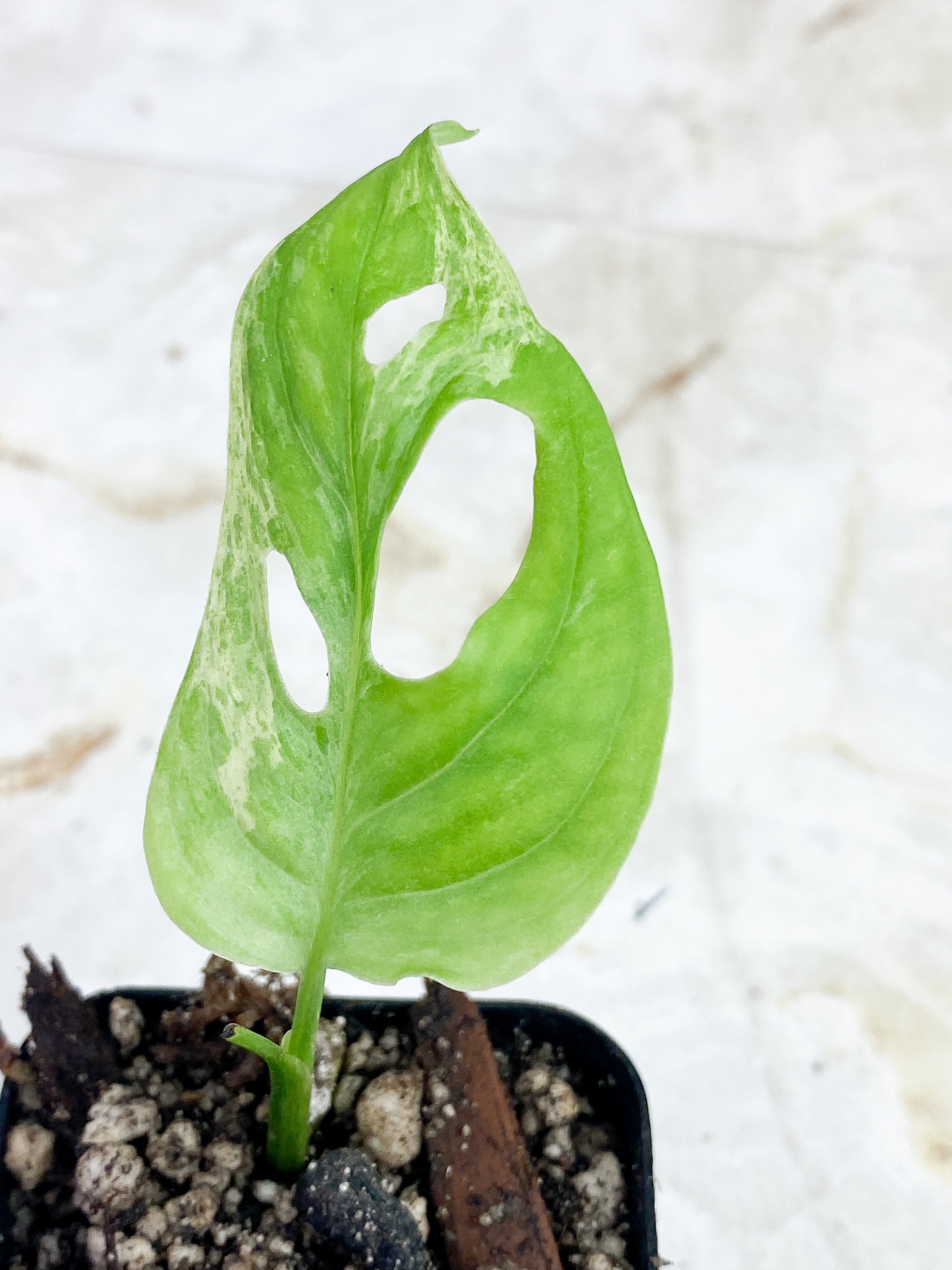 Monstera Adansonii Mint Slightly Rooted Top Cut