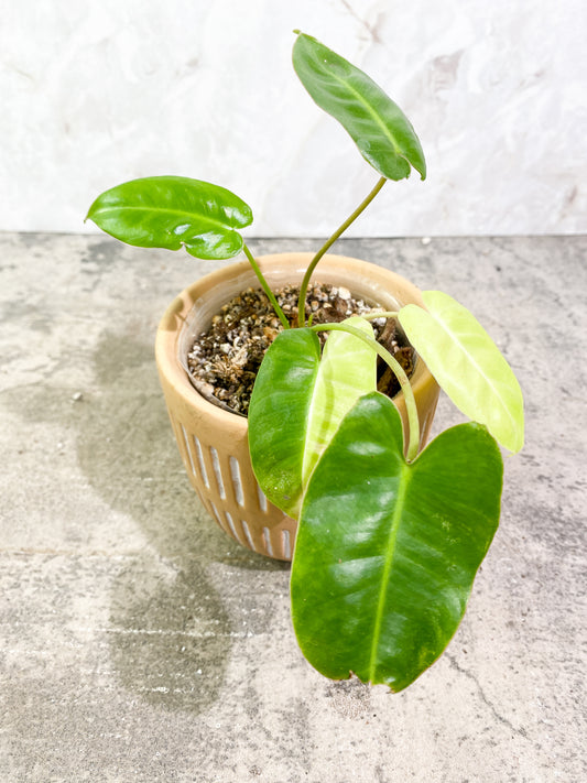 $5 Add-on Deal:  Philodendron Burle Marx Variegated Rooted ($50 value)