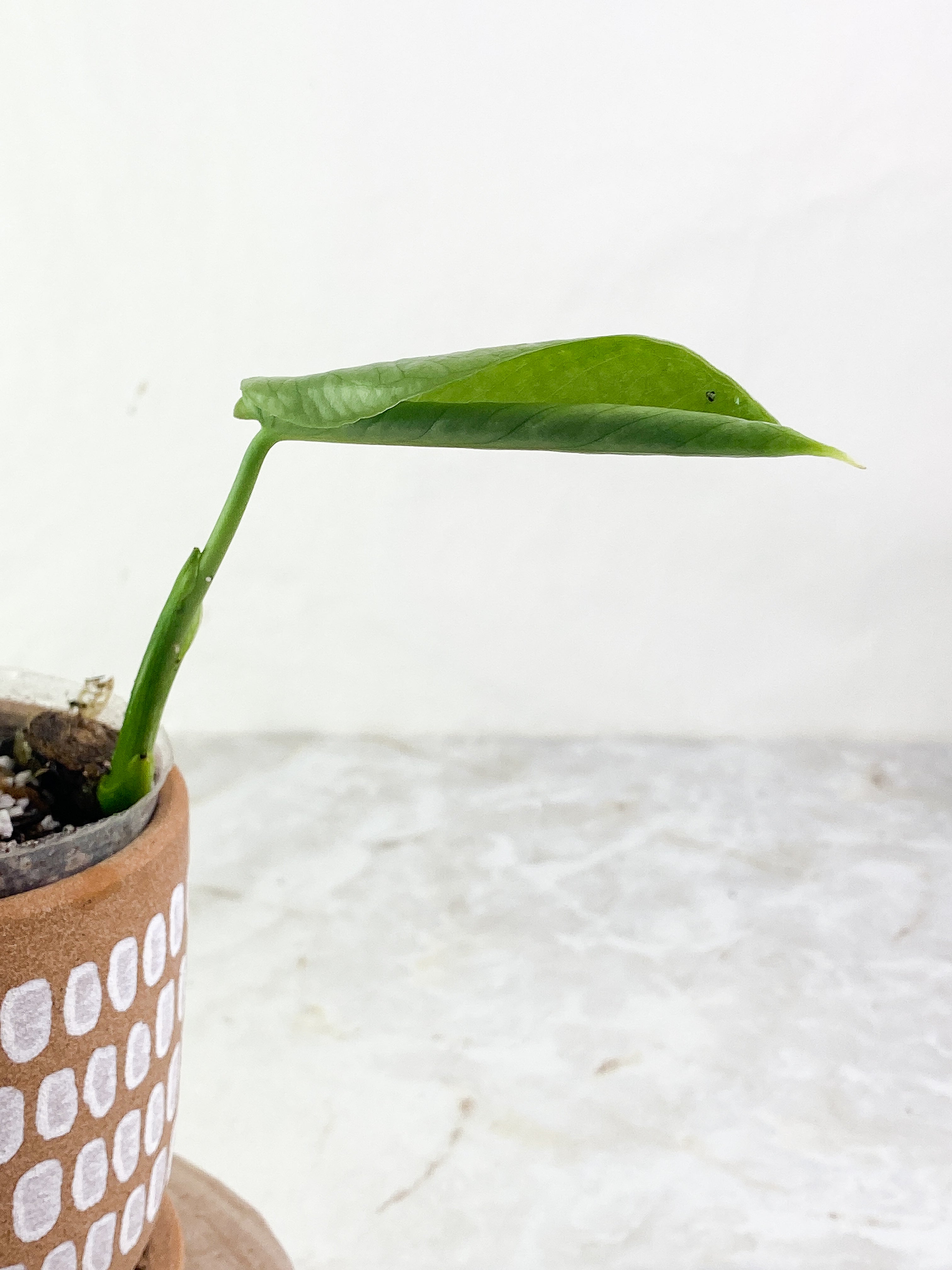 Monstera Thai Constellation  Rooted 1 leaf from Highly Variegated  mother plant