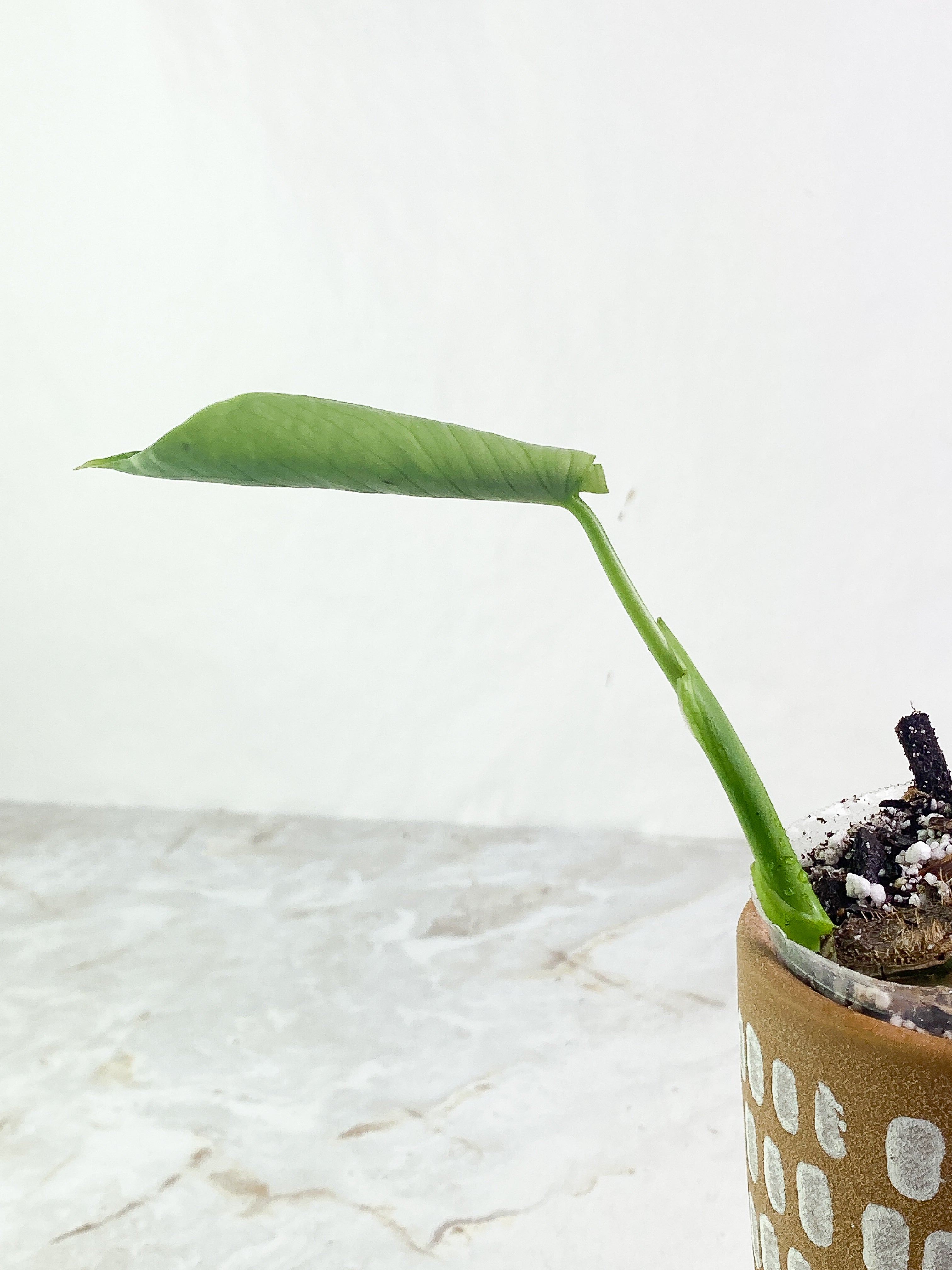 Monstera Thai Constellation  Rooted 1 leaf from Highly Variegated  mother plant