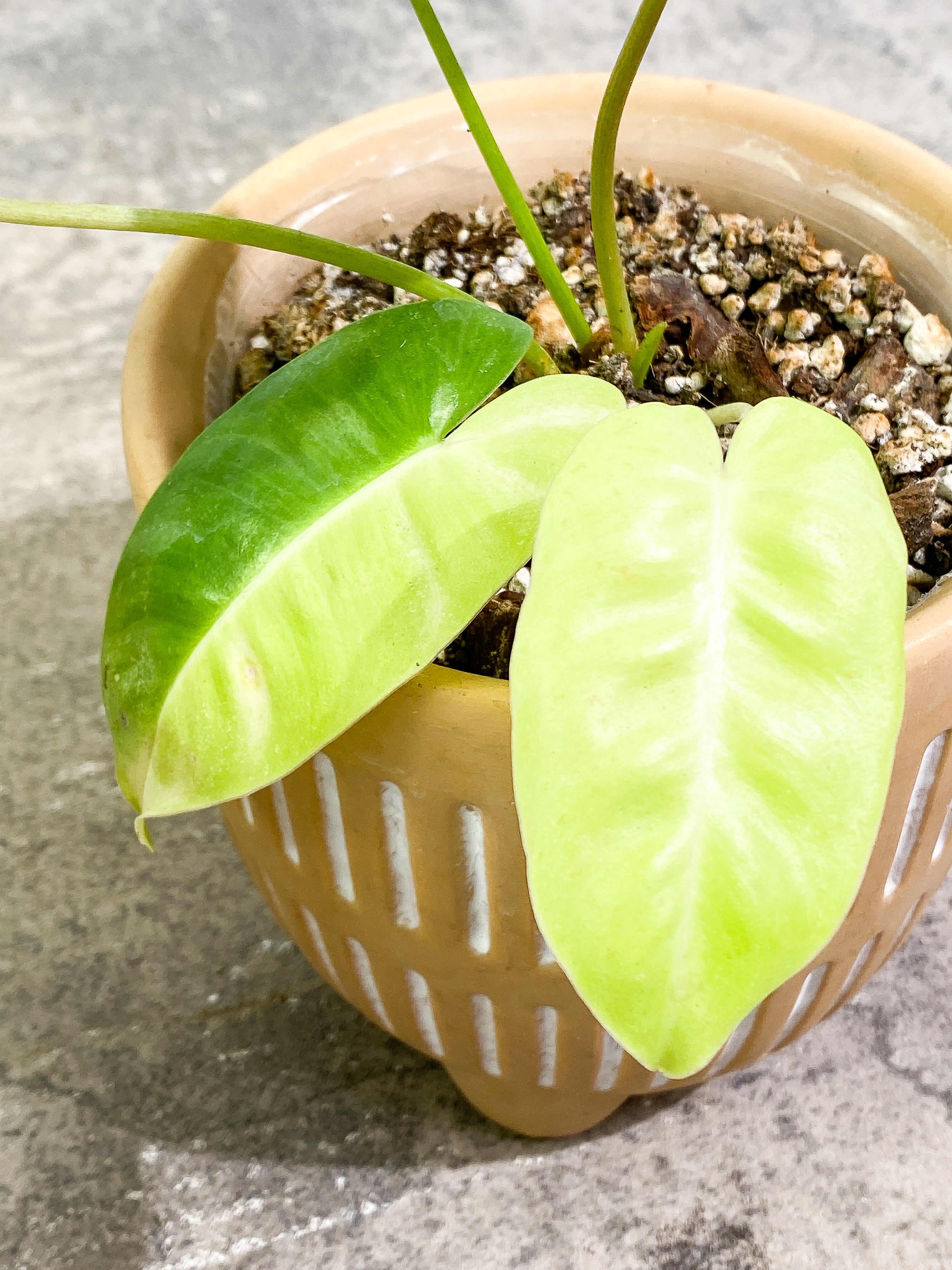 $5 Add-on Deal:  Philodendron Burle Marx Variegated Rooted ($50 value)