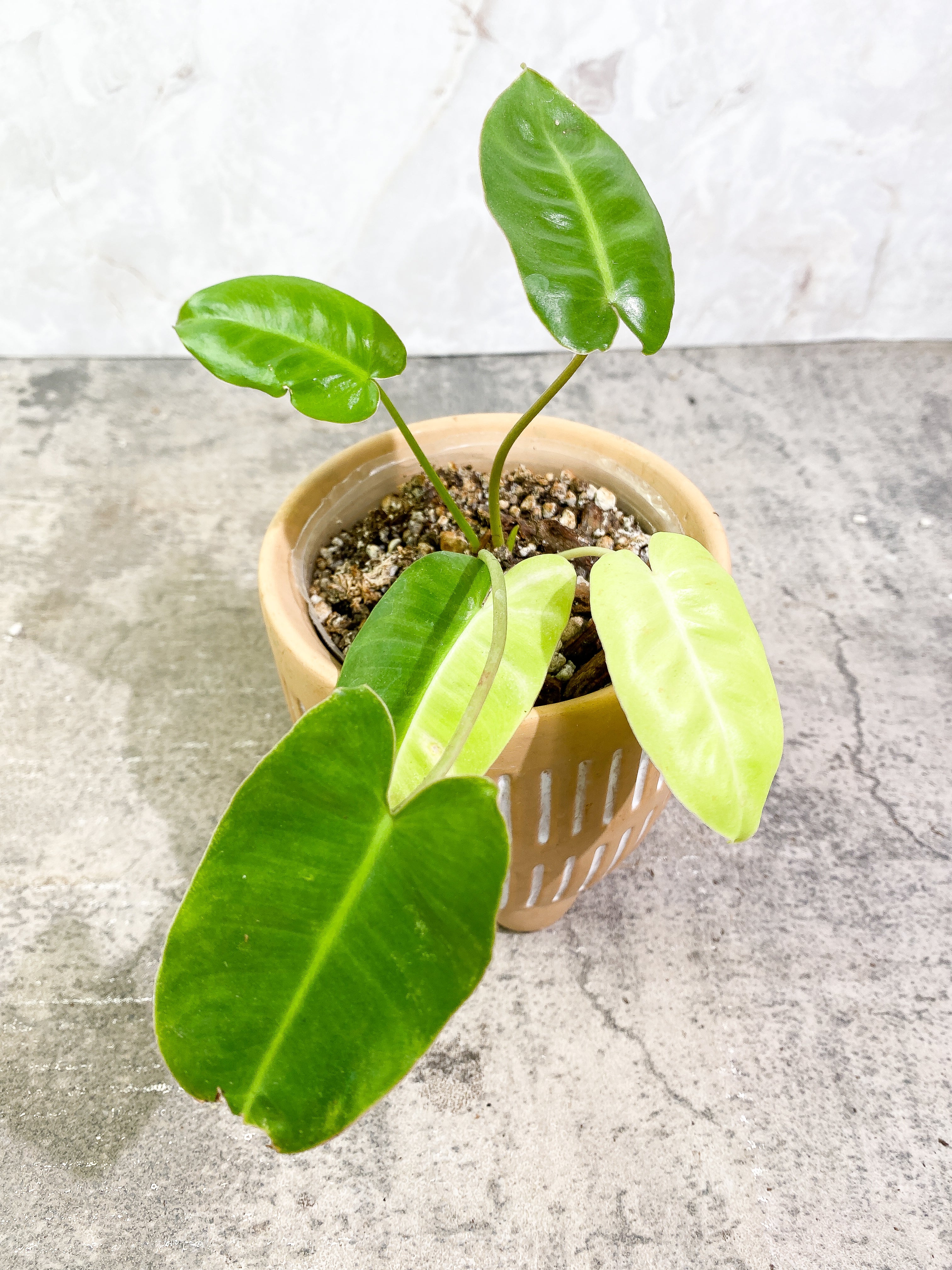 $5 Add-on Deal:  Philodendron Burle Marx Variegated Rooted ($50 value)