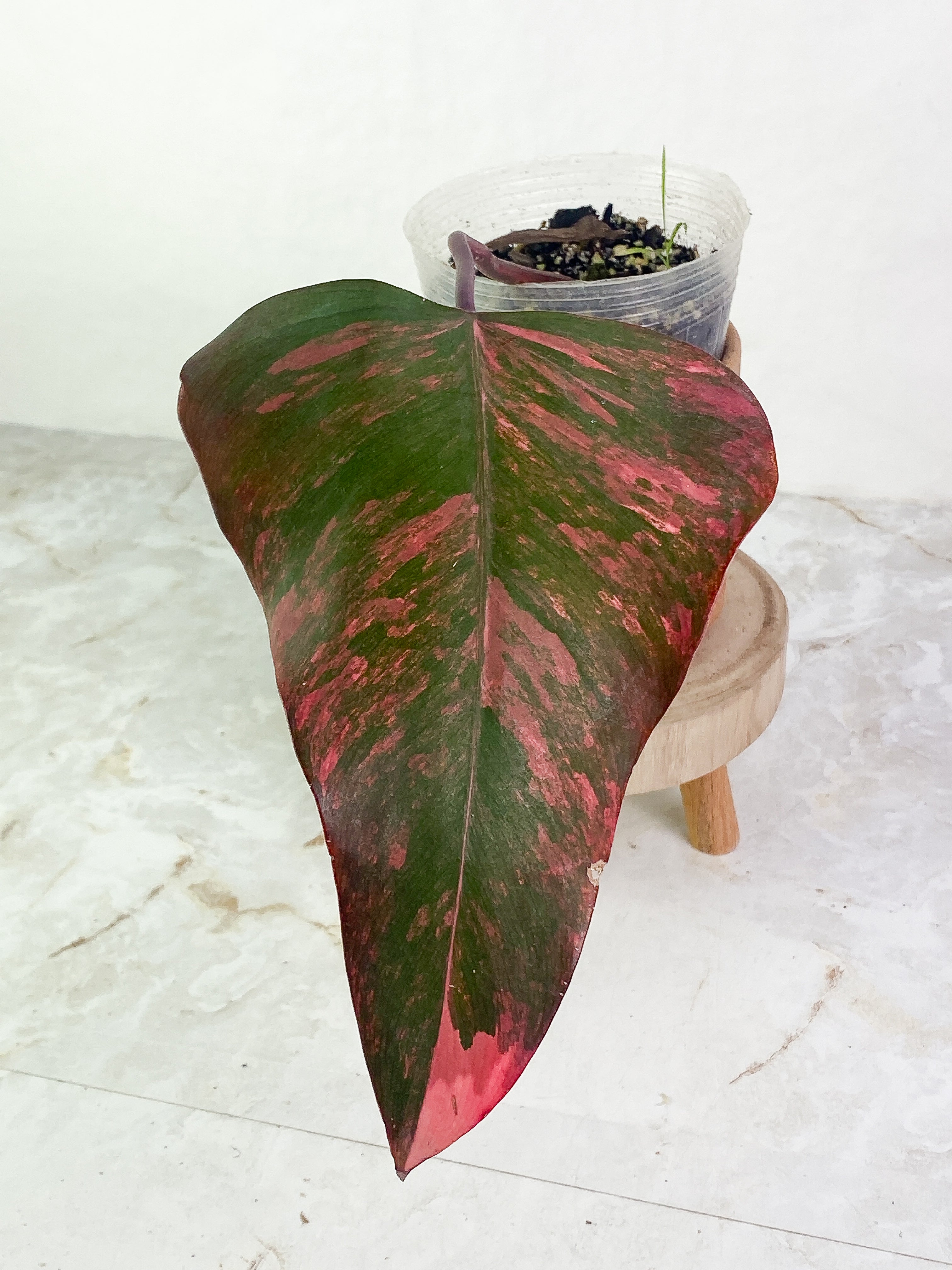 Philodendron Strawberry Shake 1 huge leaf, 1 sprout