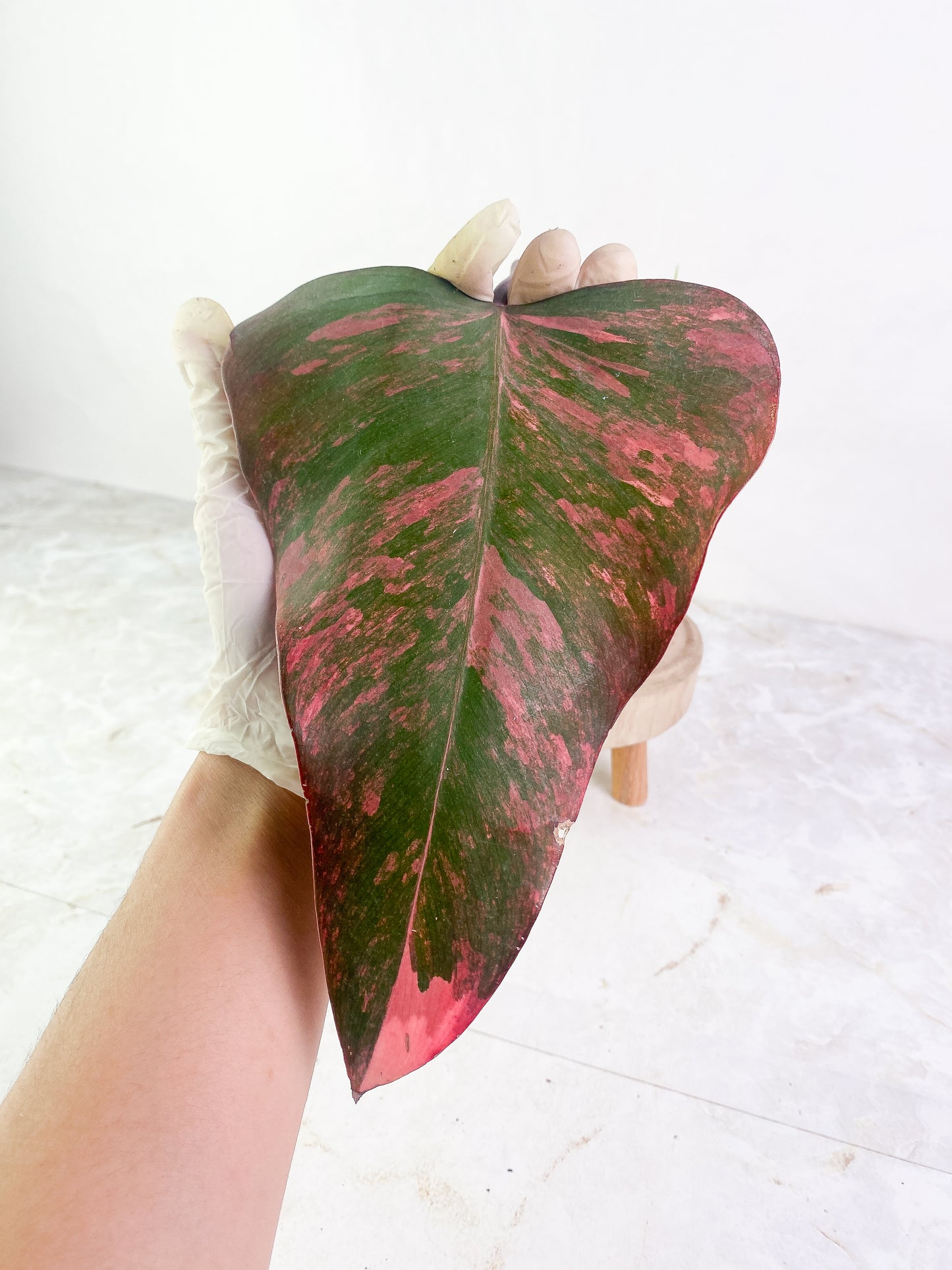 Philodendron Strawberry Shake 1 huge leaf, 1 sprout