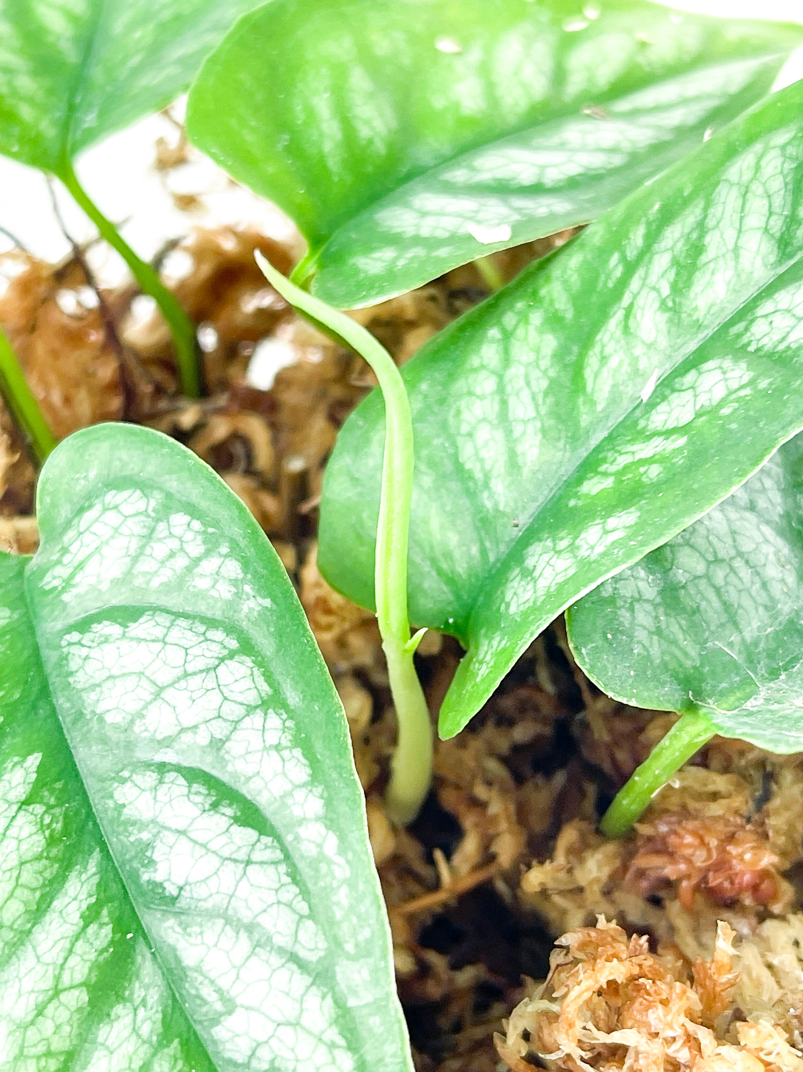 Monstera Siltepecana Rooted